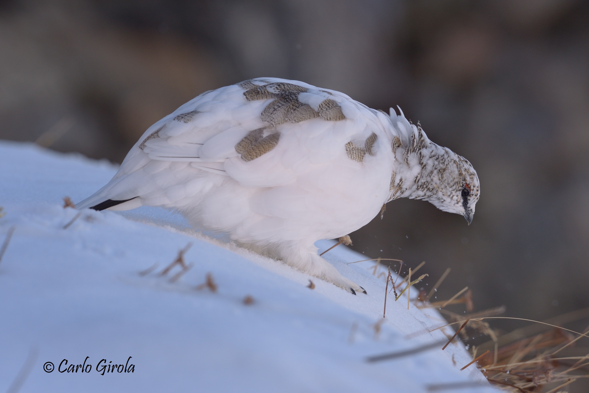 White partridge (Lagopus mute)