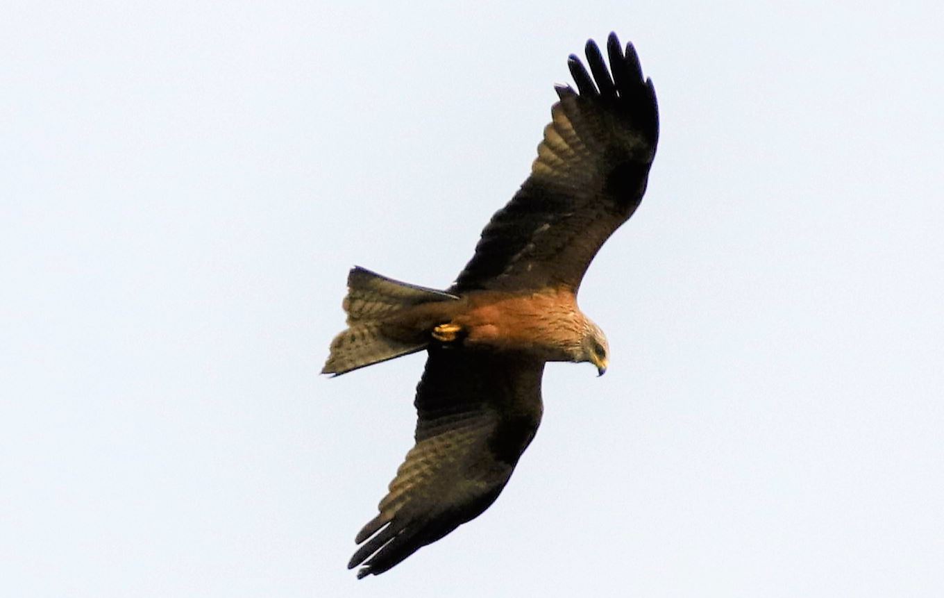 Nibbio in caccia Somasca di Vercurago oggi 14-05