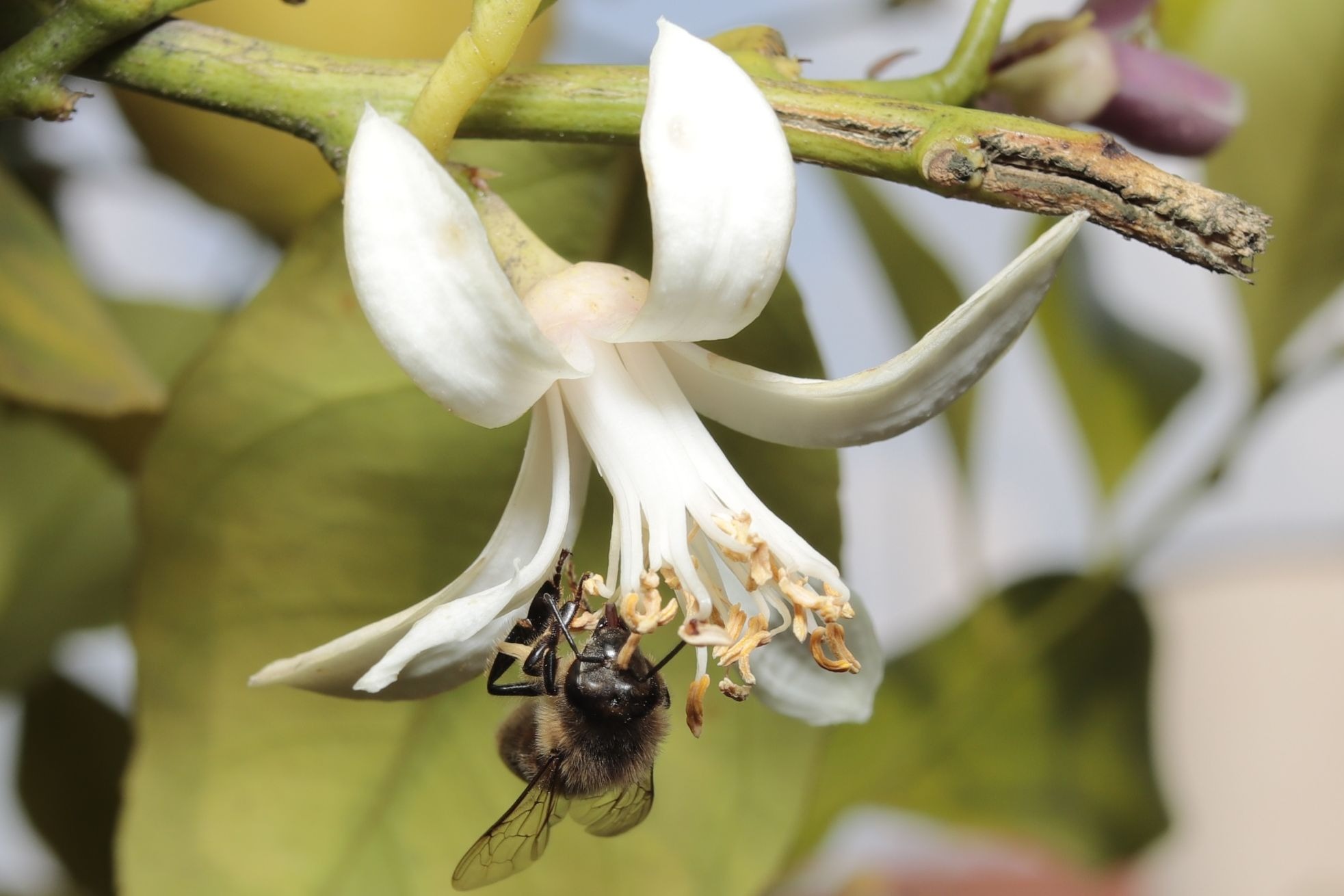 bee on lemon flower zagara 15/05/2020
