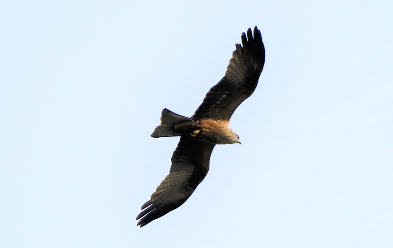 Nibbio in caccia Somasca di Vercurago oggi 14-05