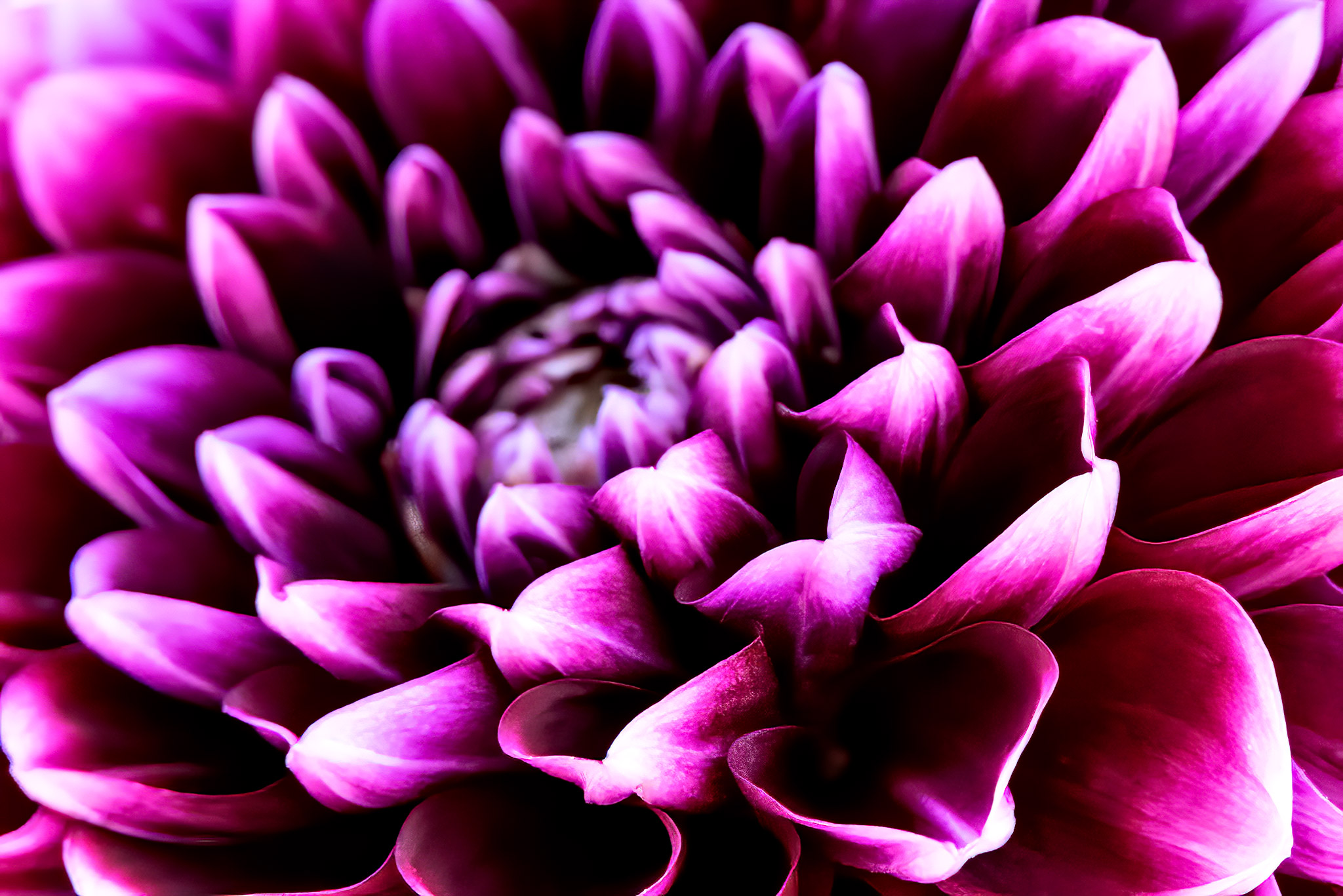 Petals in chiaroscuro