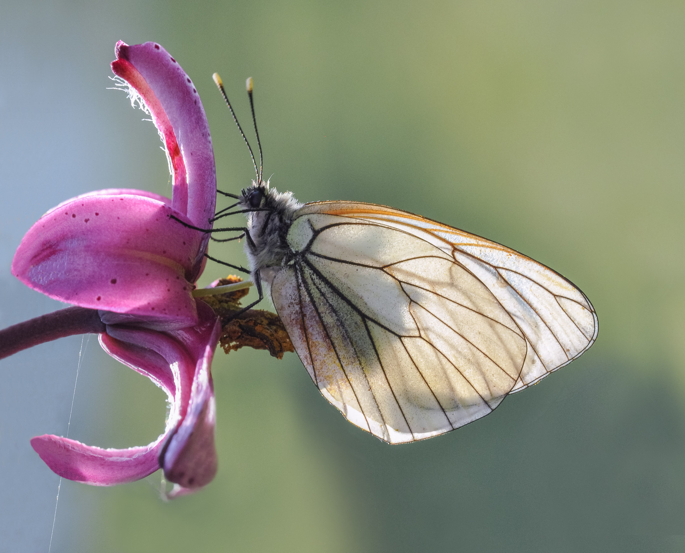 Aporia Grataegi - Pieride del biancospino