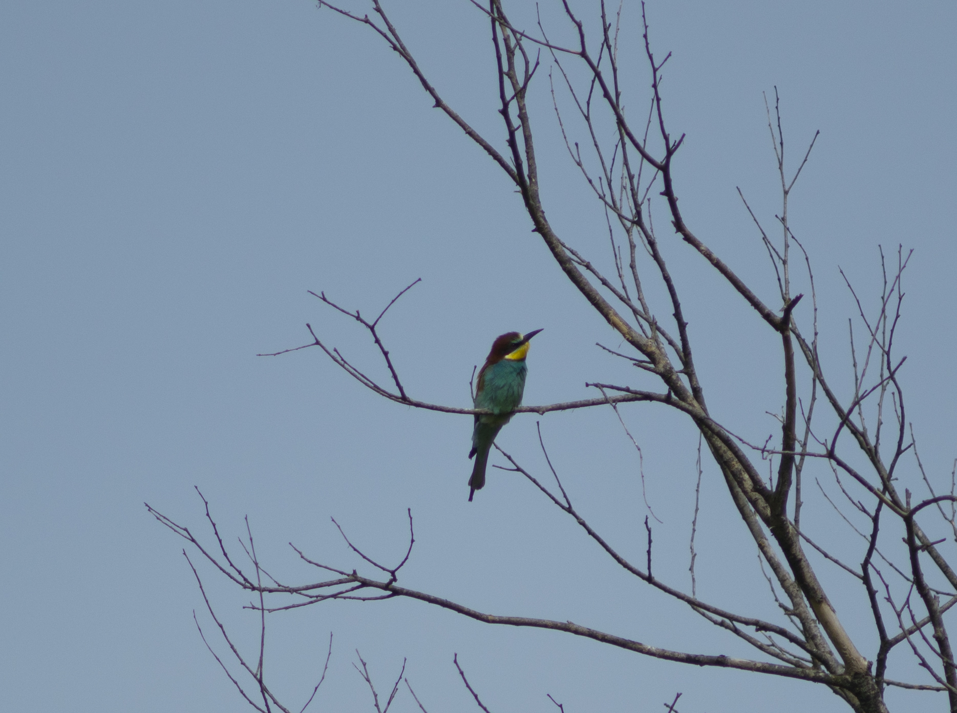 gruccione Park of sabine Rome