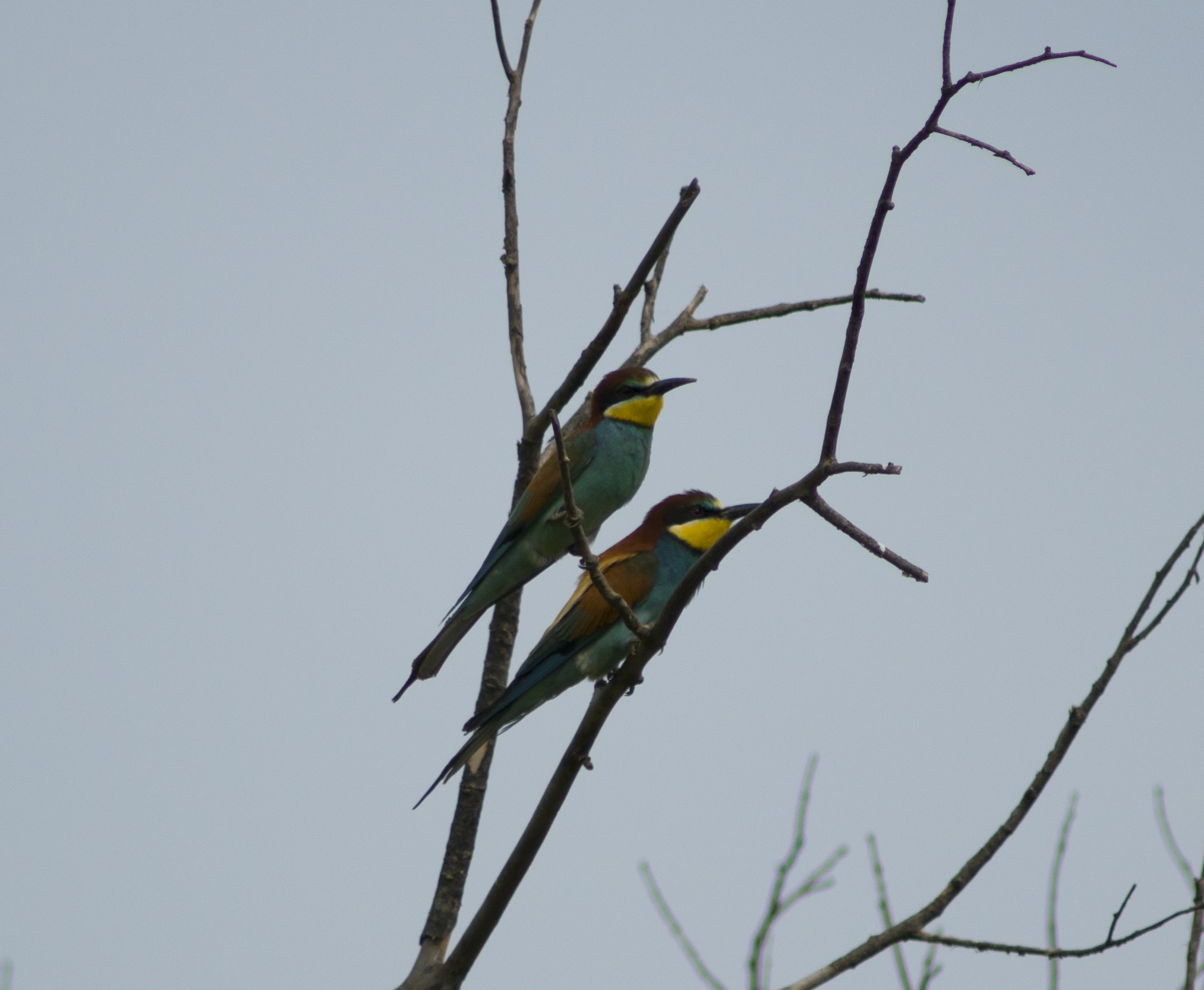 cranes at Sabine Park Rome