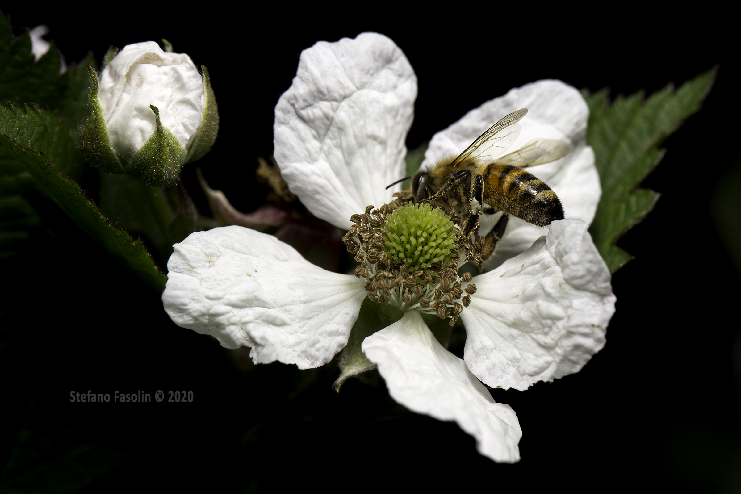 Sui fiori di mora v.1