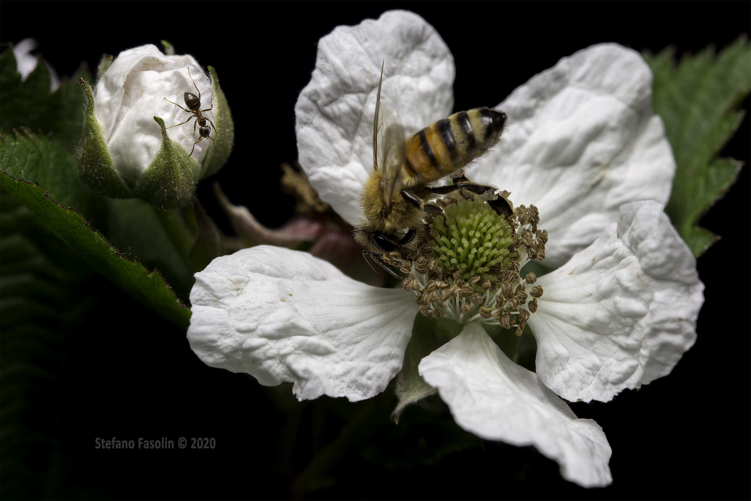 Sui fiori di mora v.2