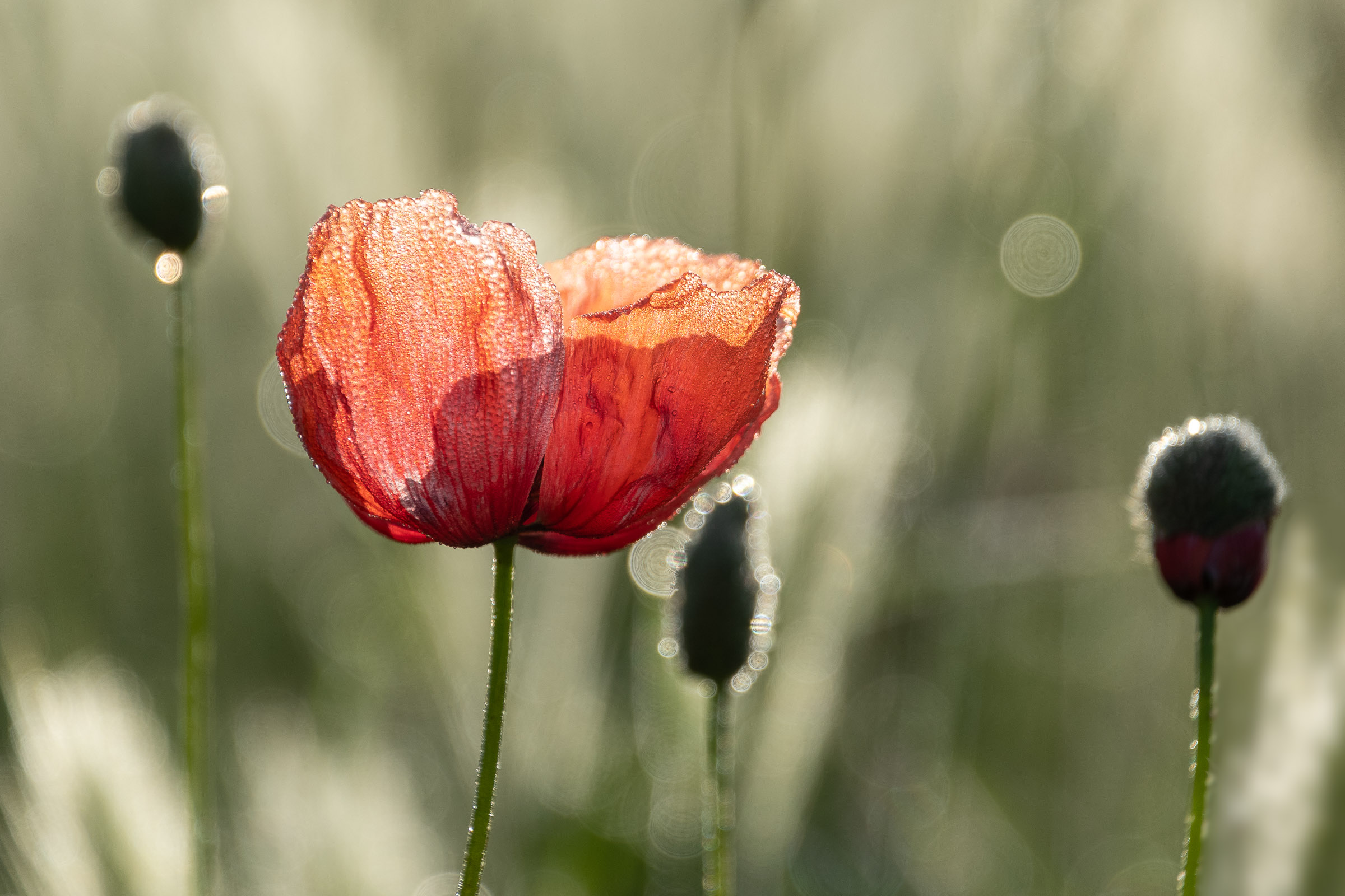 Papavero alle luci dell'alba