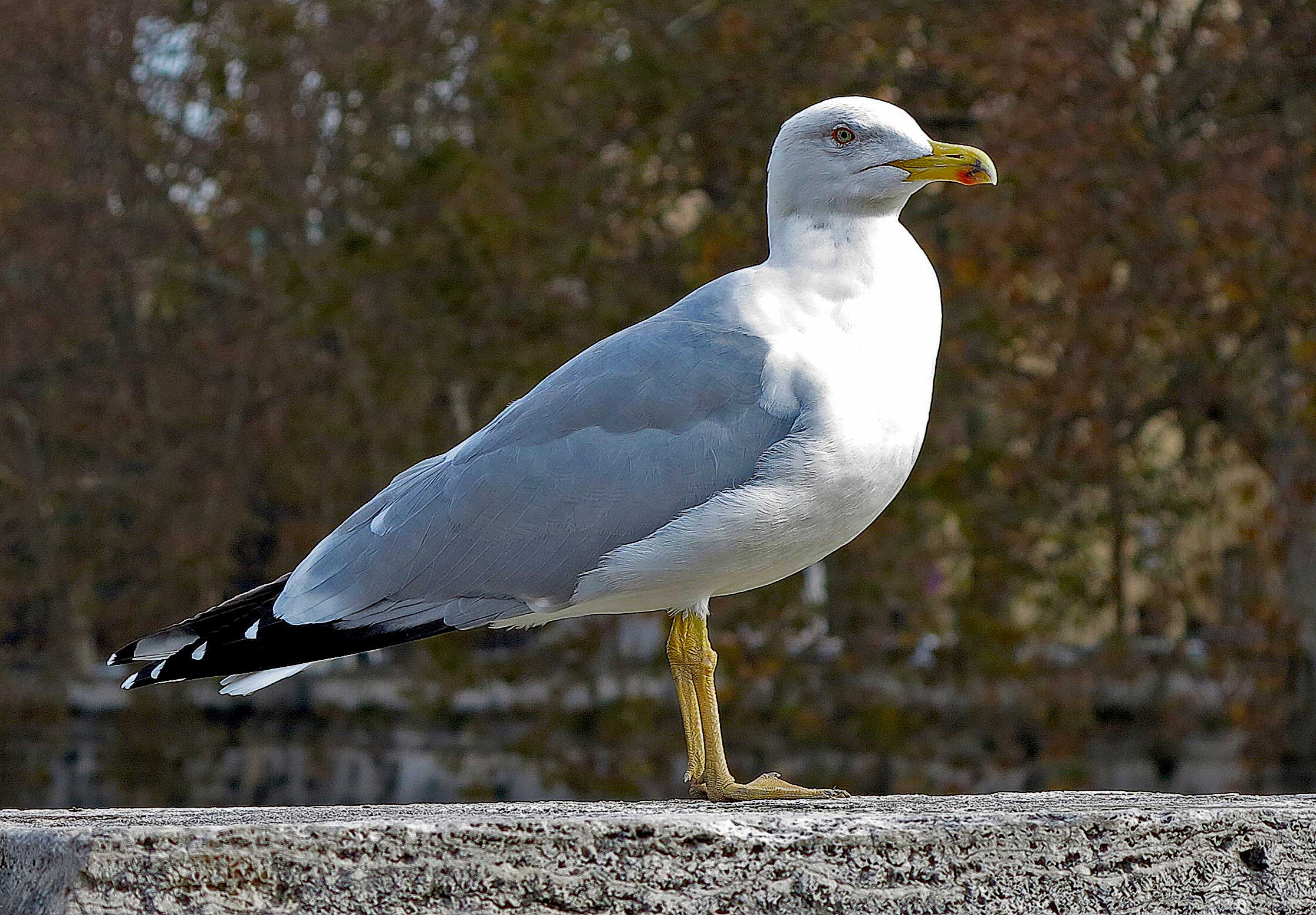 seagull posing