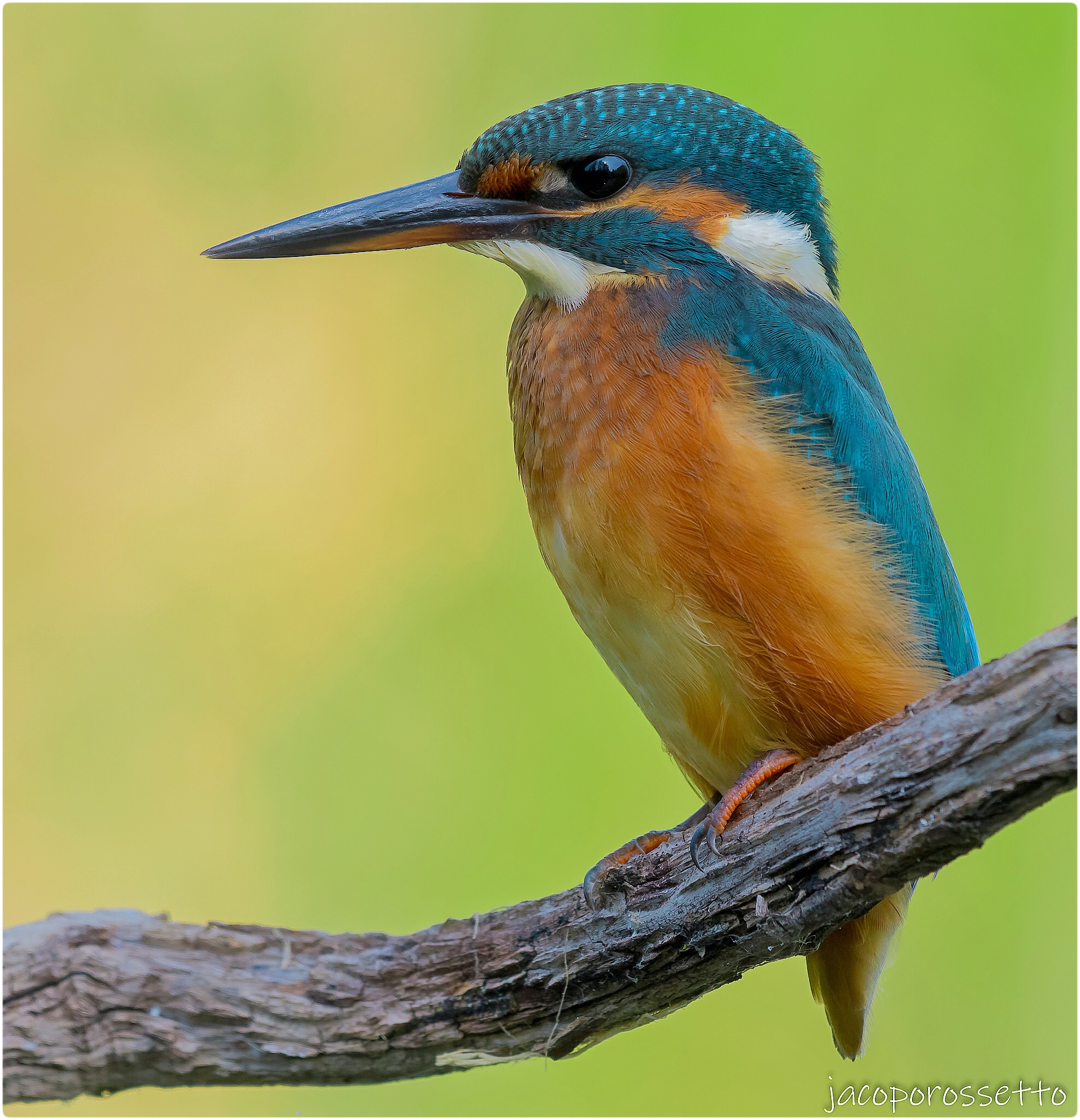 Kingfisher