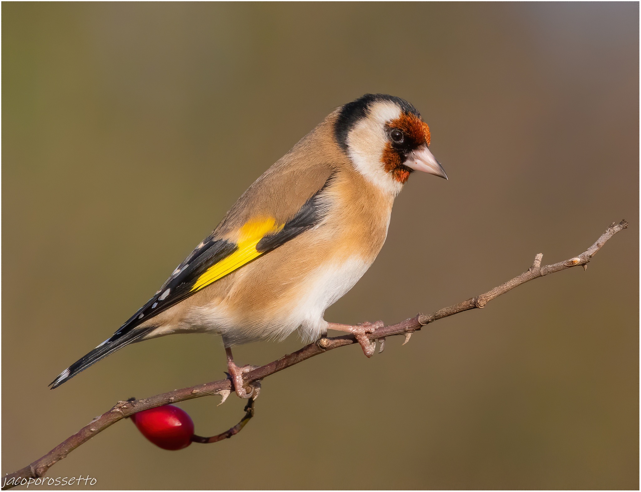 Goldfinch