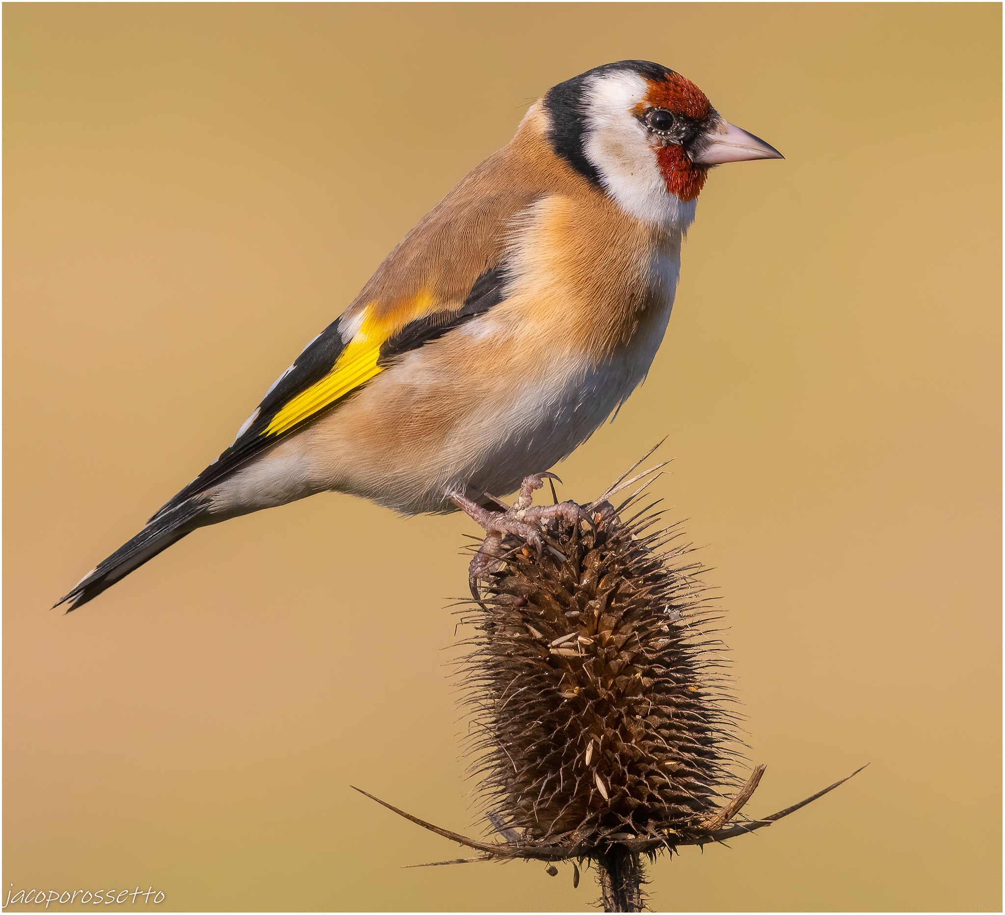 Goldfinch