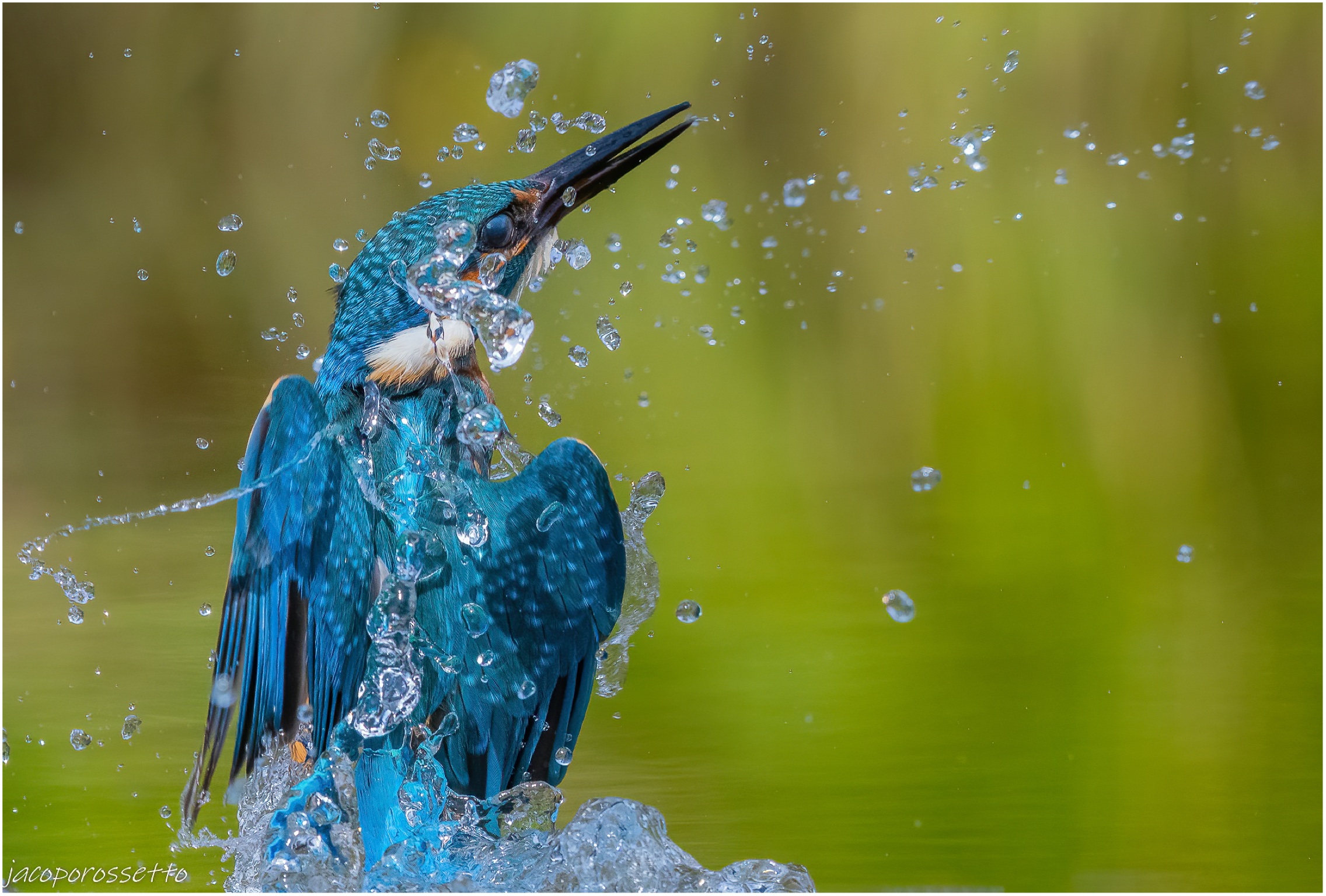 Kingfisher