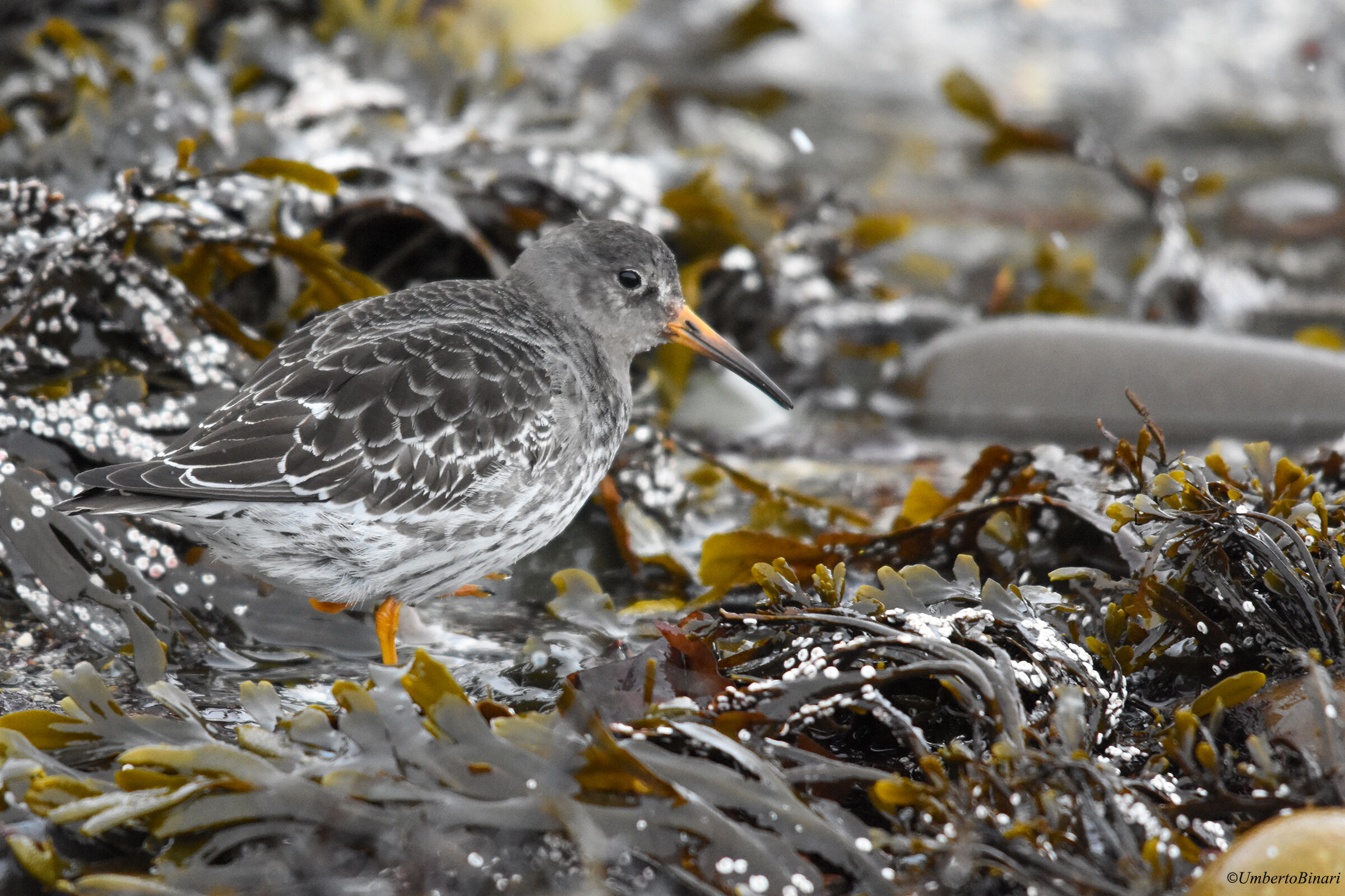 Violet Piovanello (Calidris husband)