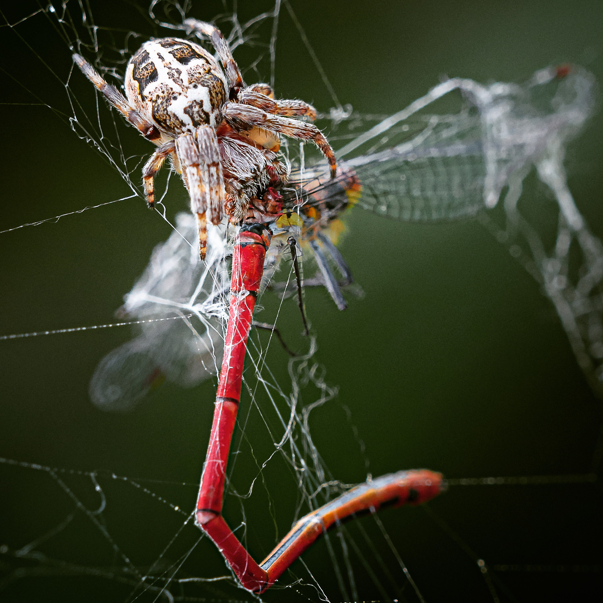 Buon appetito a lui...