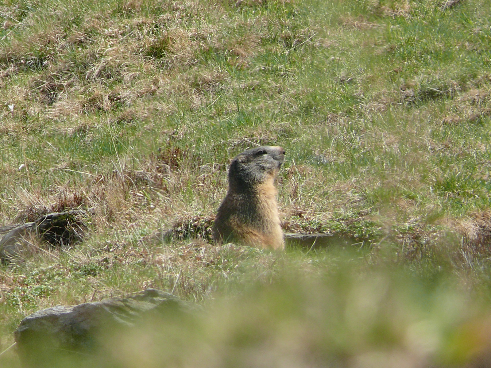 I come better than profile