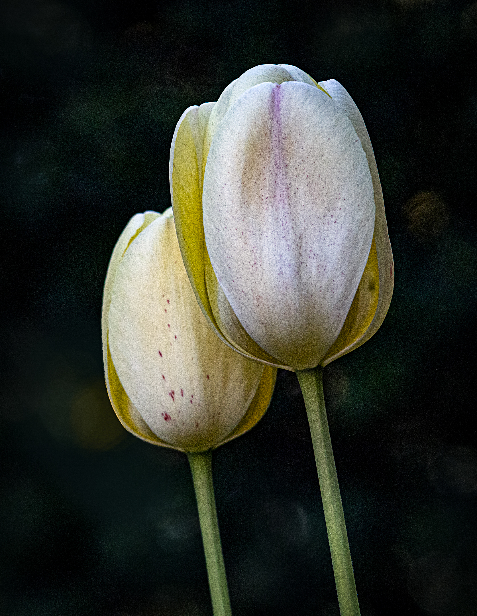 2 Tulips in the Park.