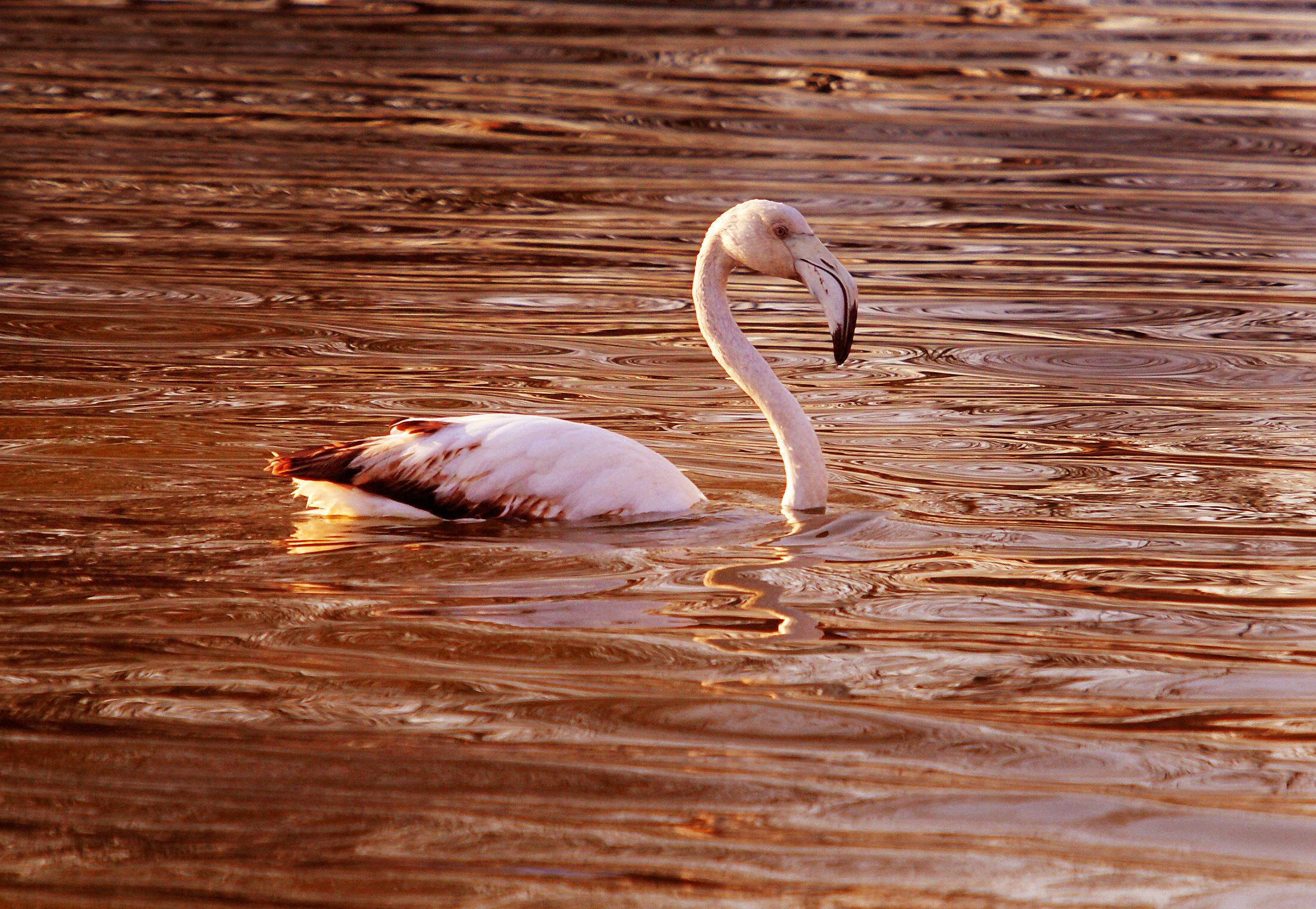 Fenicottero al tramonto