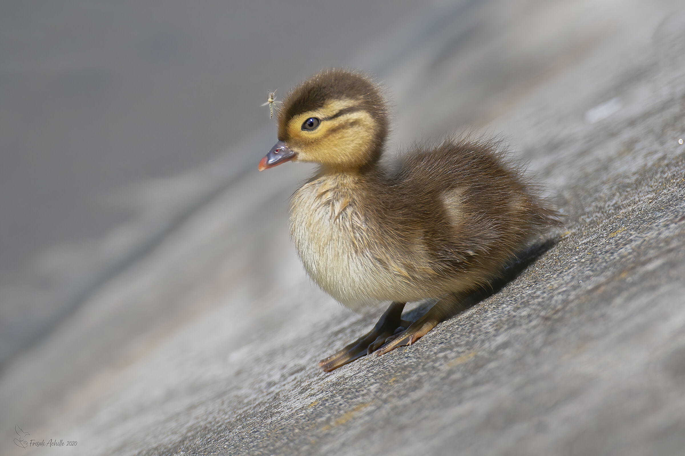 Mandarin duck chick with guest