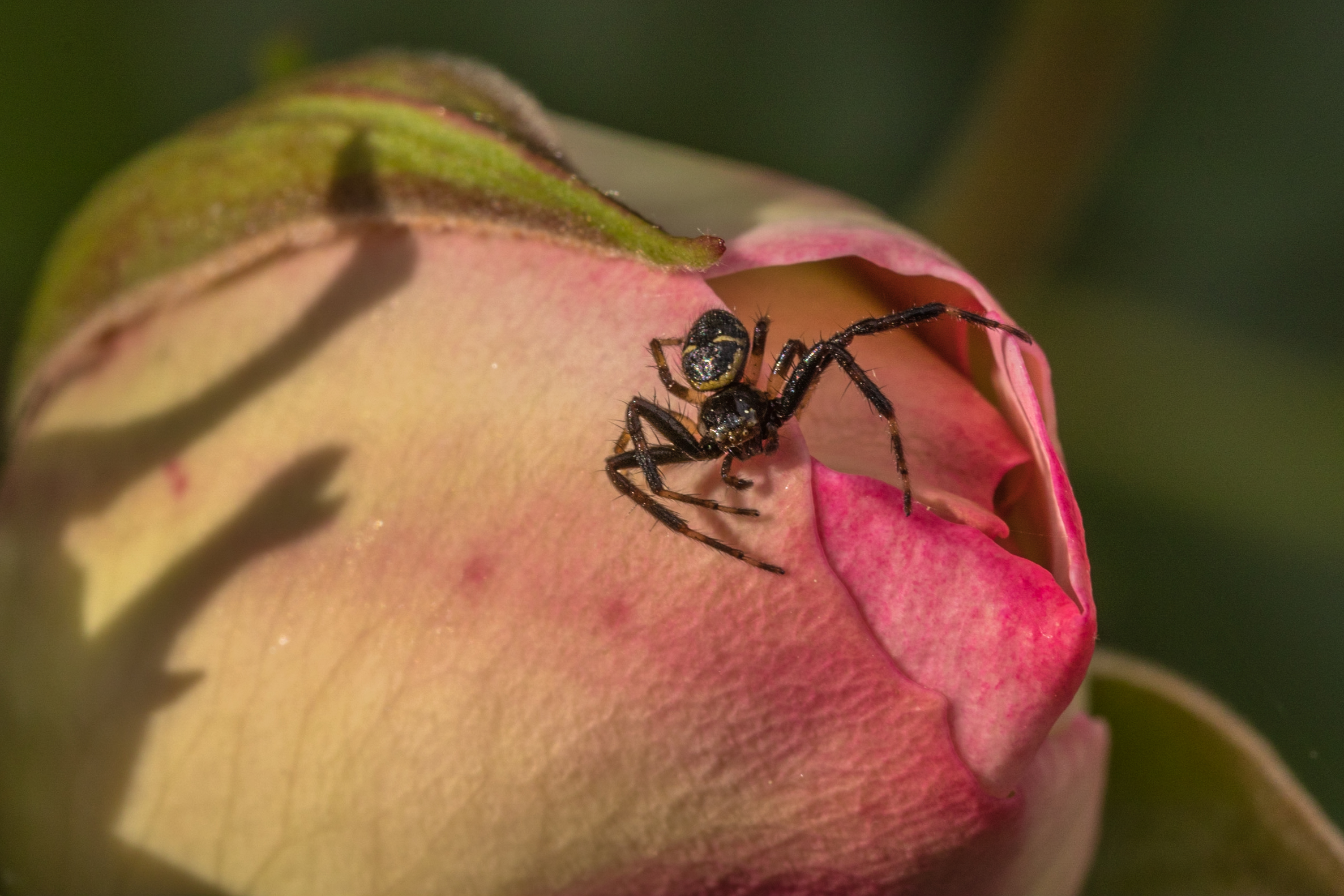 il guardiano della rosa