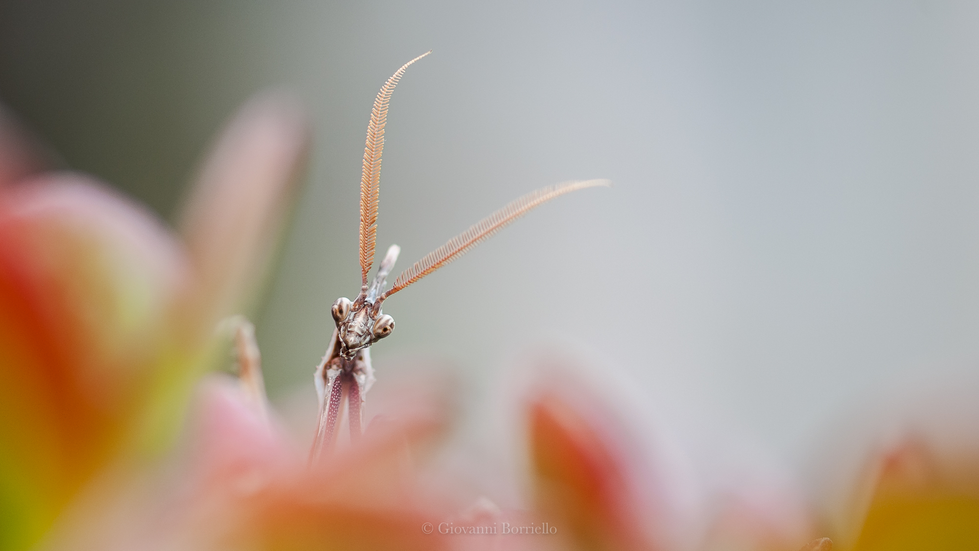 Empusa penta