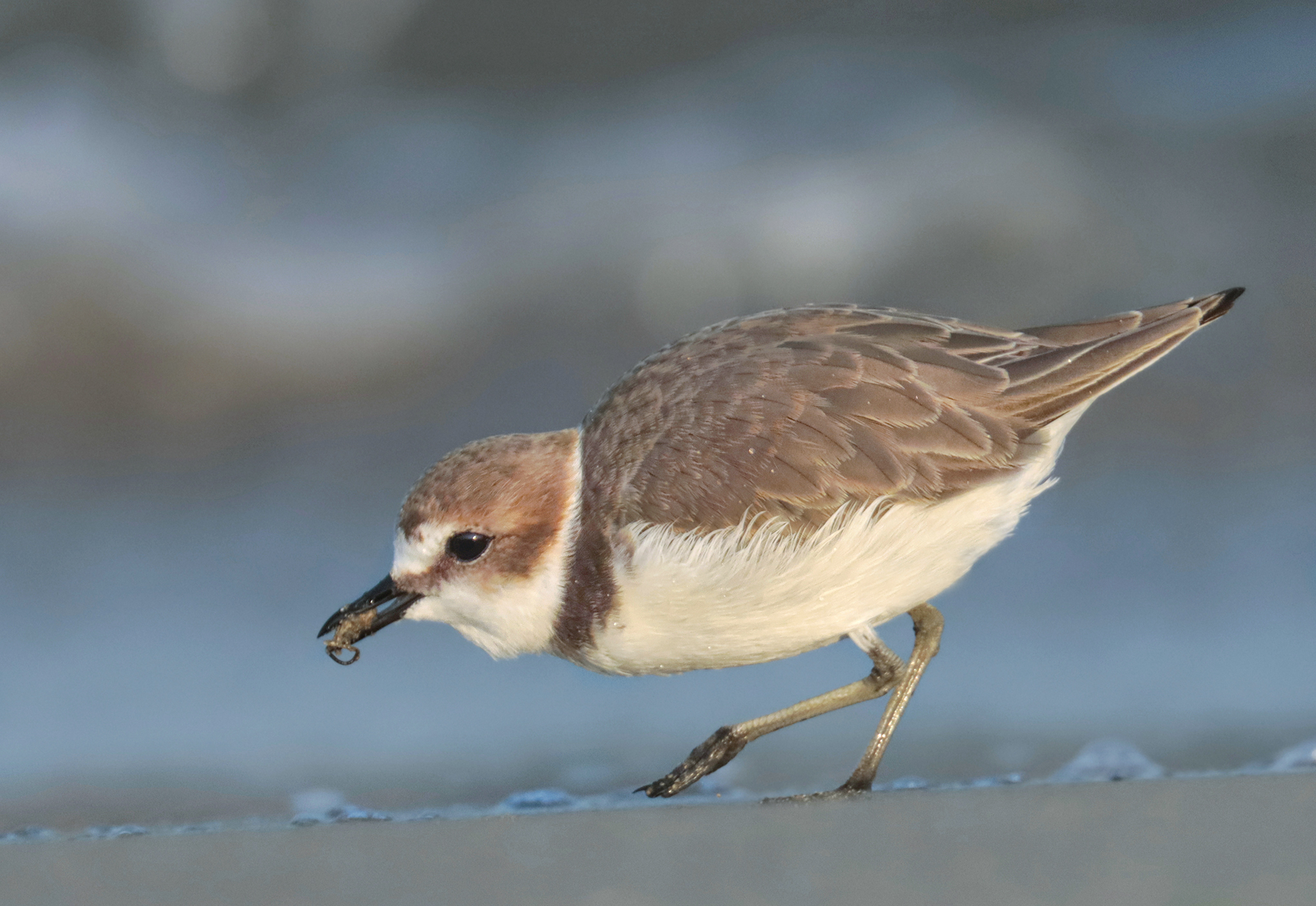 l'alimentazione del fratino