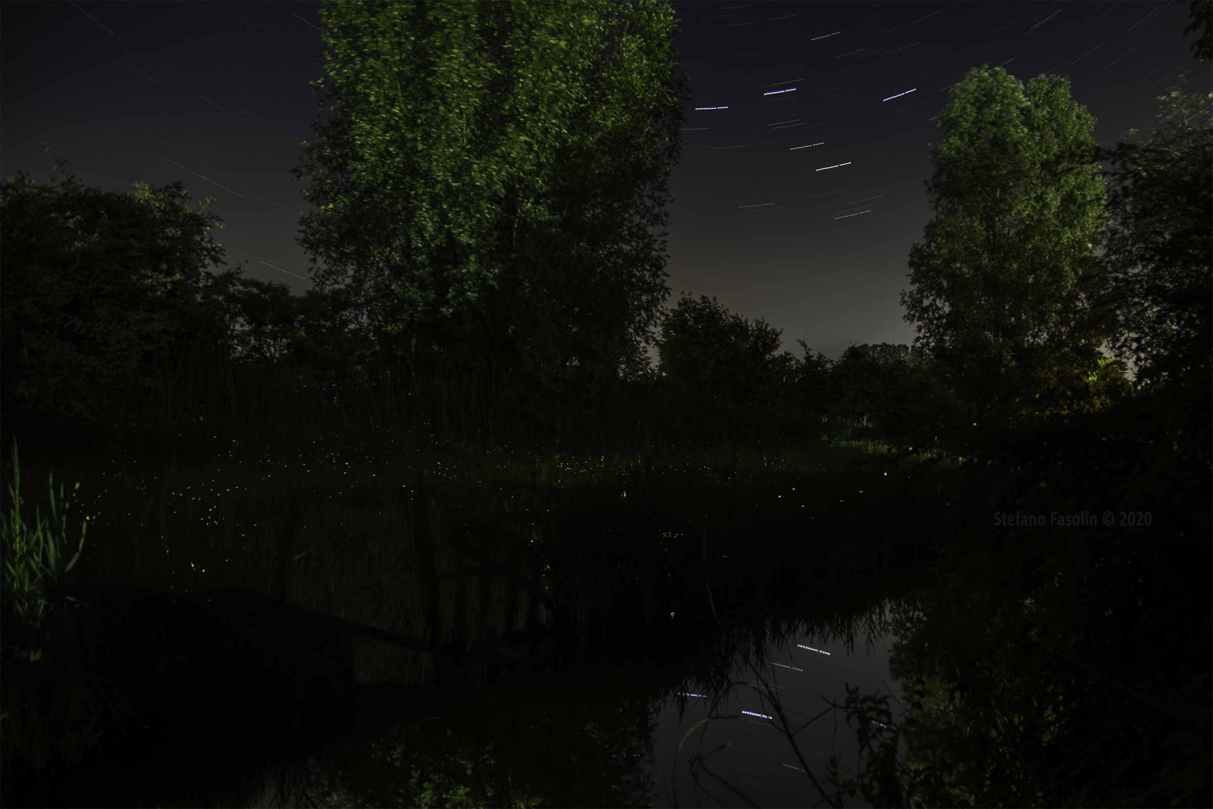 Sono tornate le lucciole!