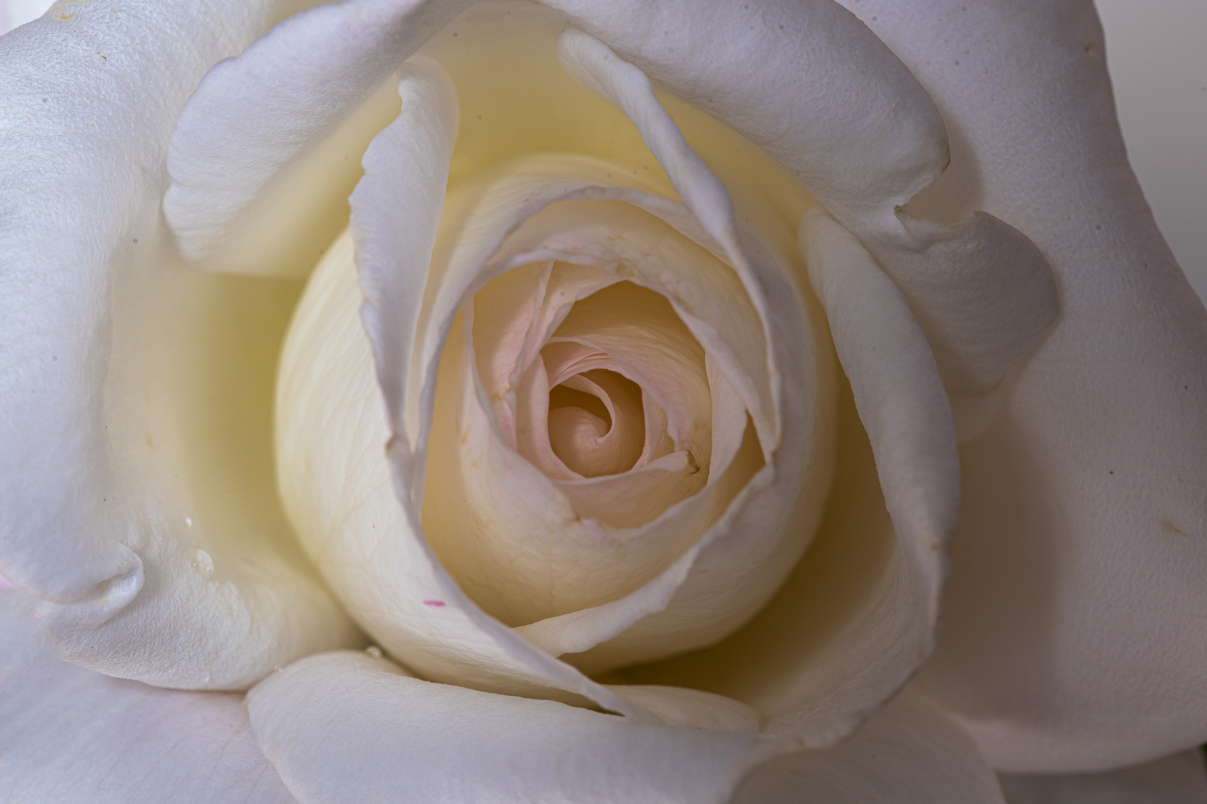 The Time of the Roses