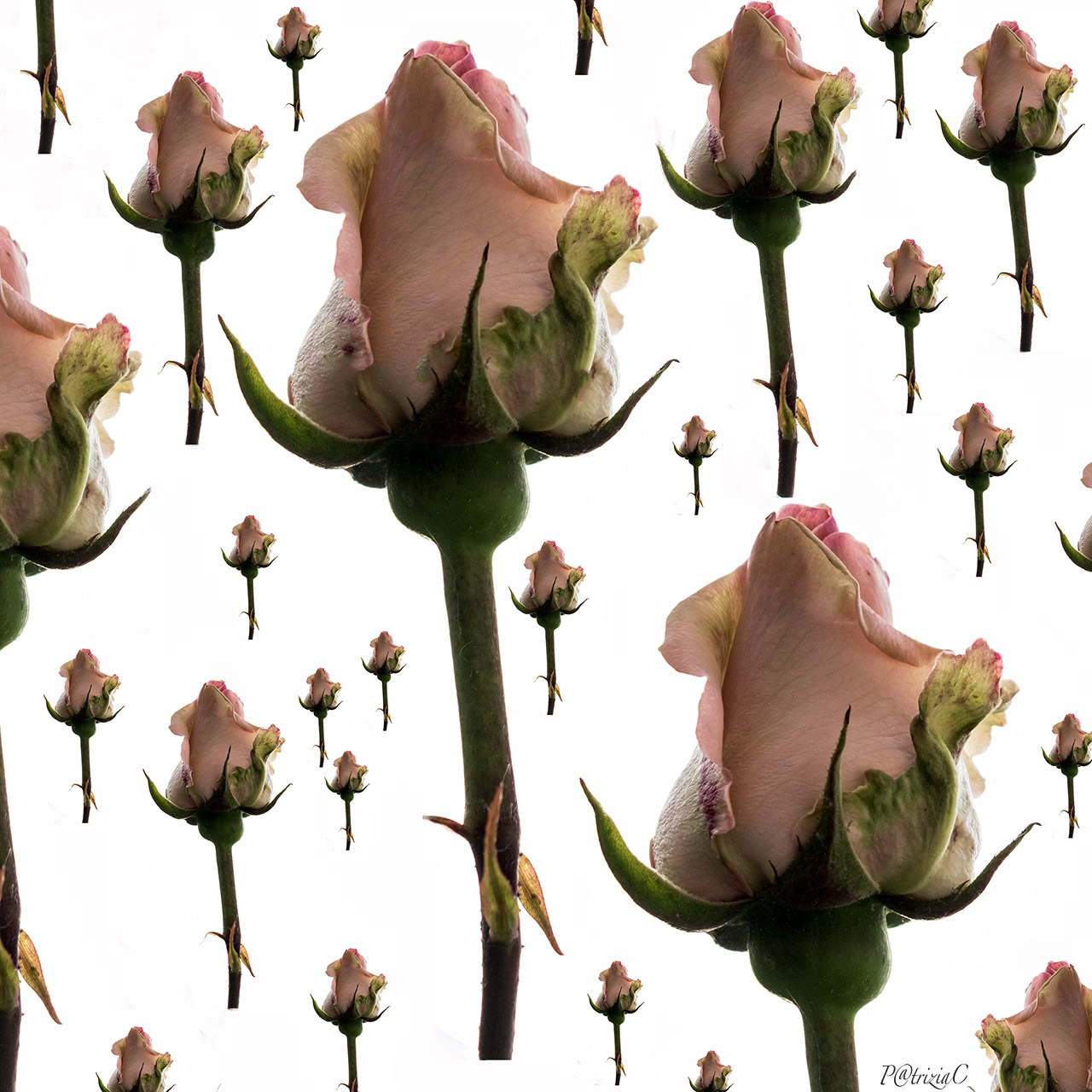 __rosa rosae rosarum__