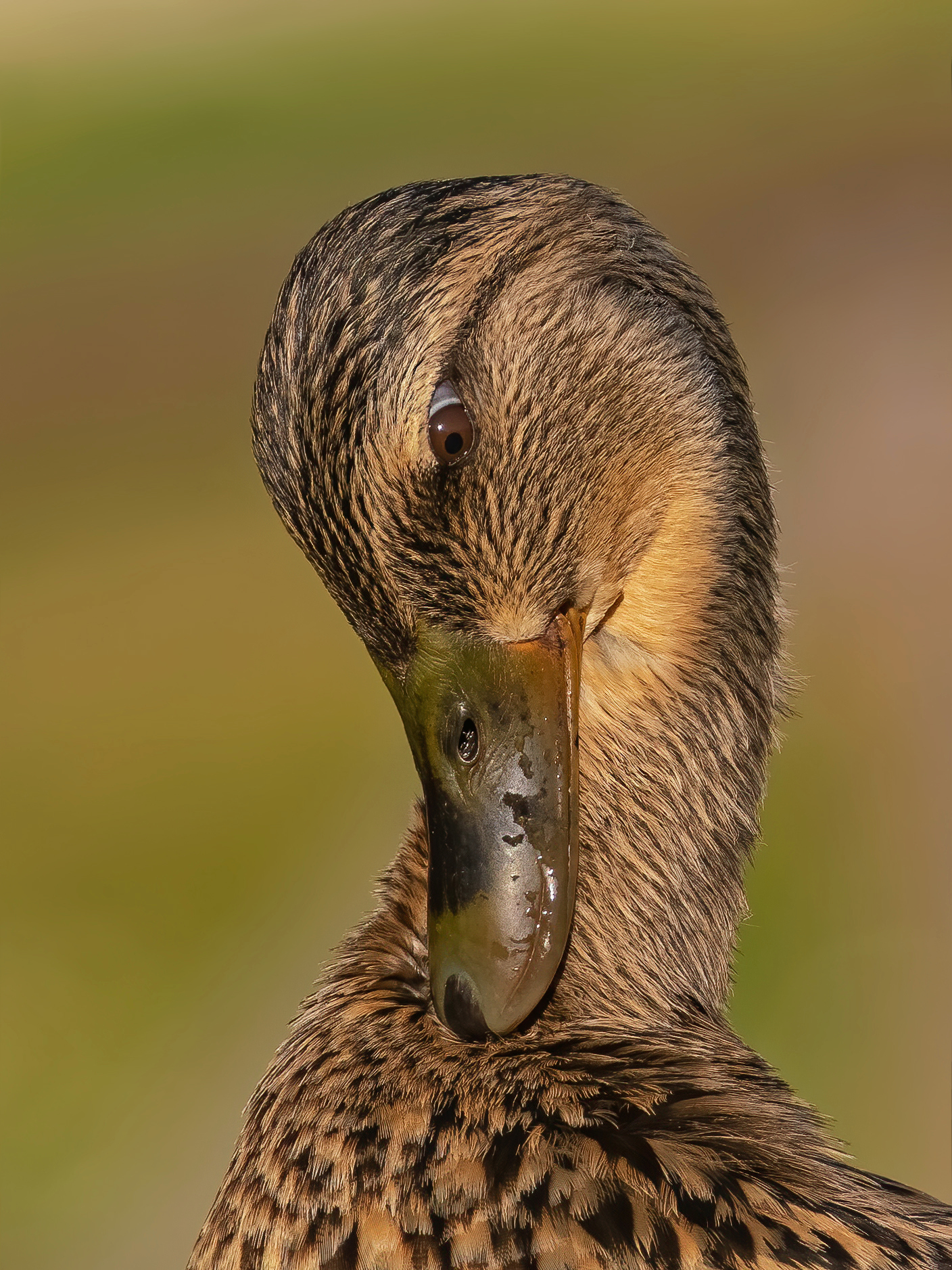 Duck