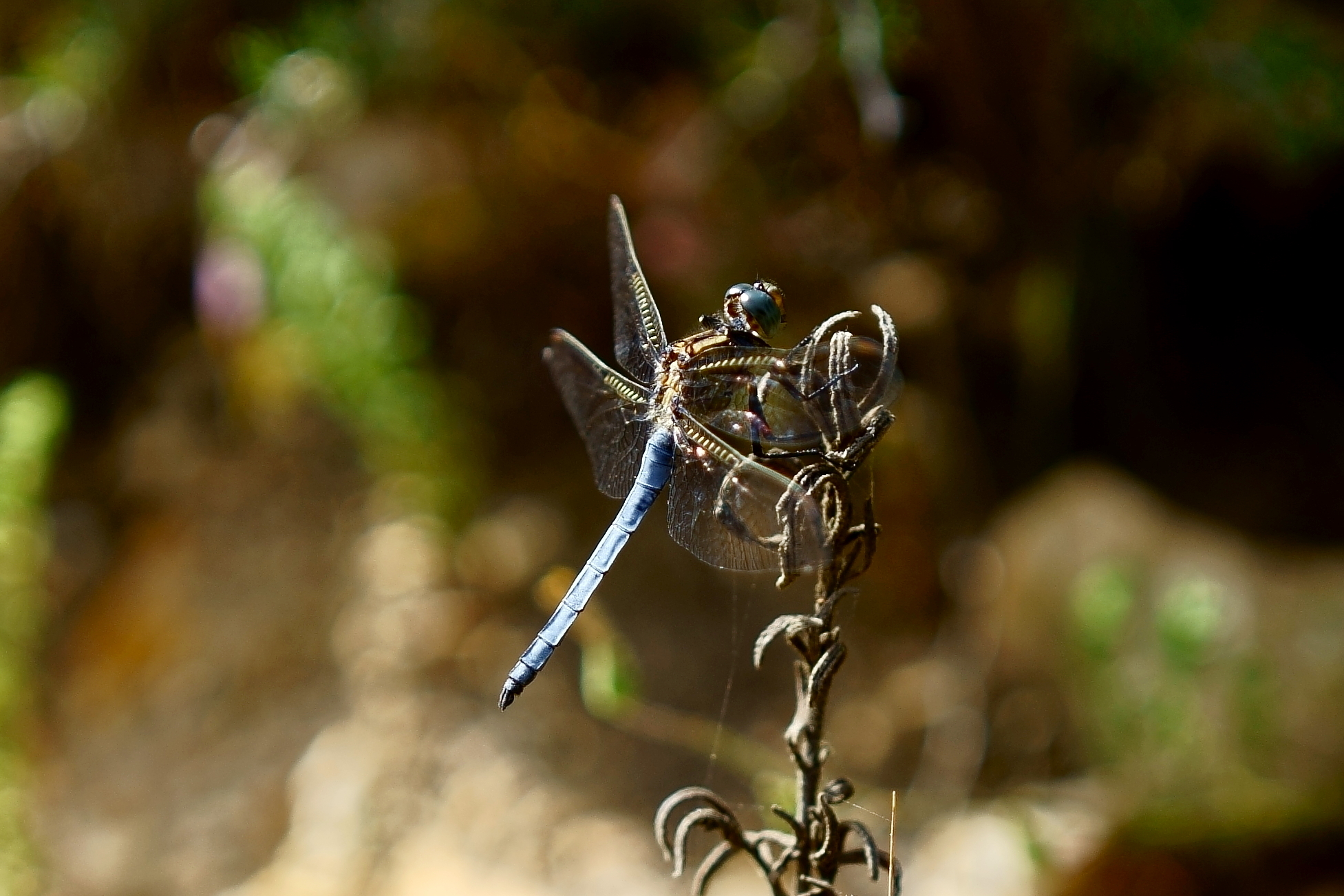 macro test with 35mm