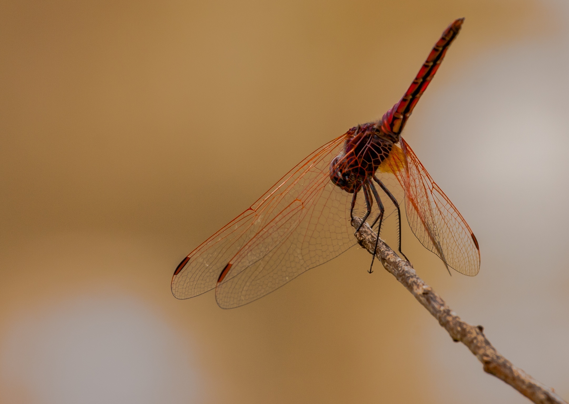 Dragonfly - Tsavo West - Ziwani Camp