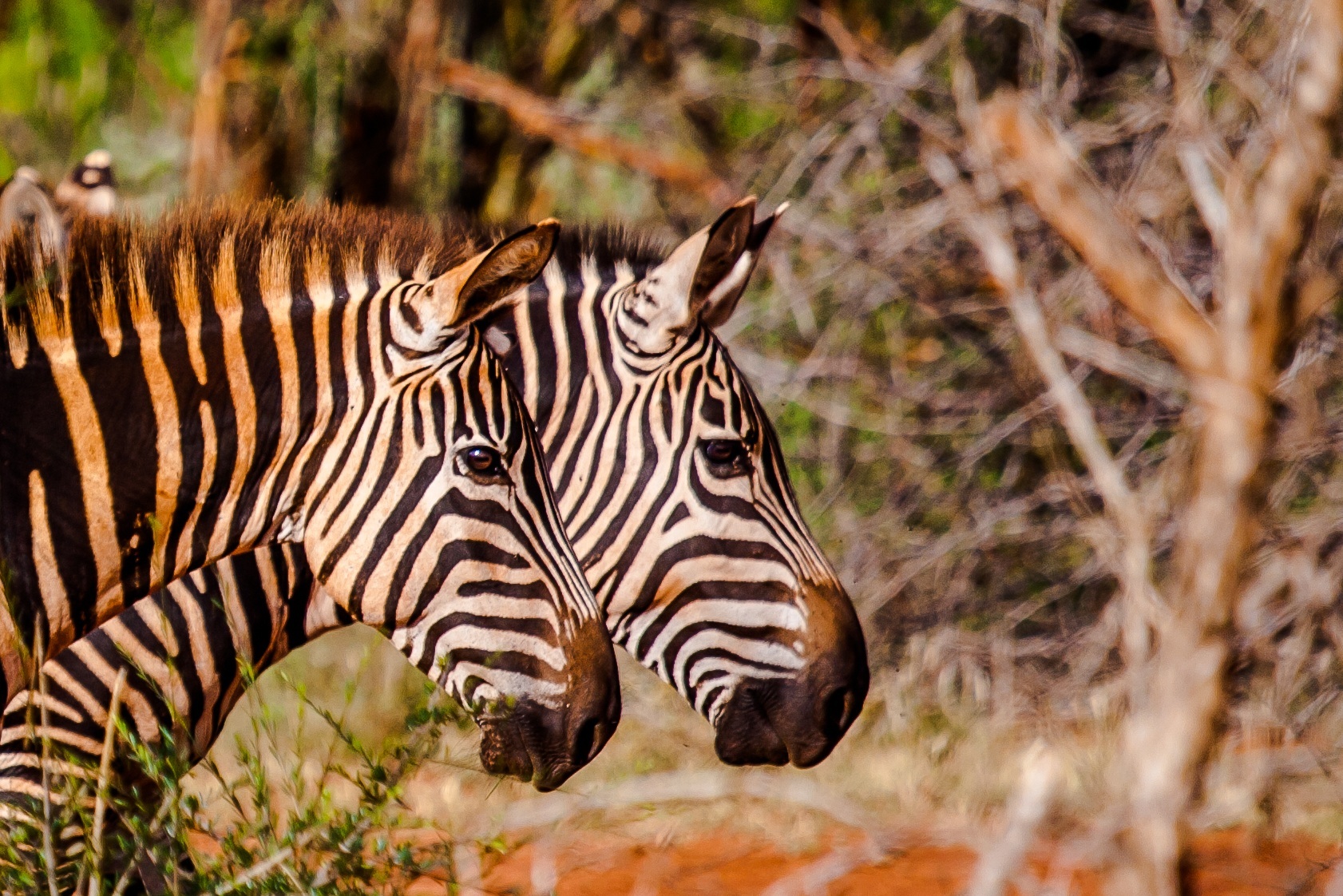 Zebras - Tsavo West