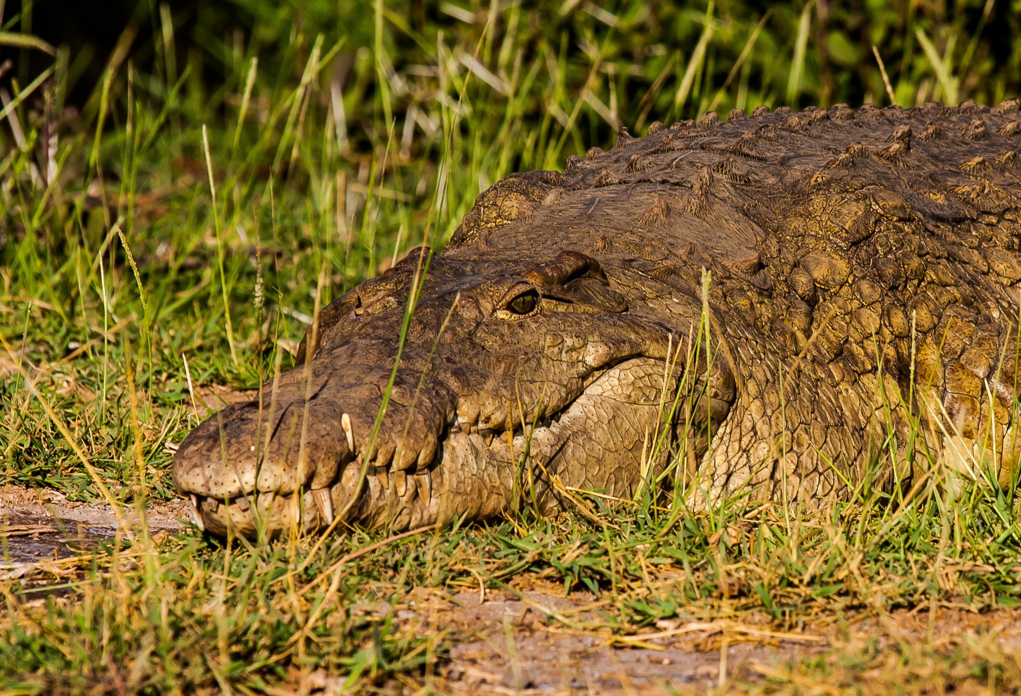 Crocodile - Tsavo West - Ziwani Camp