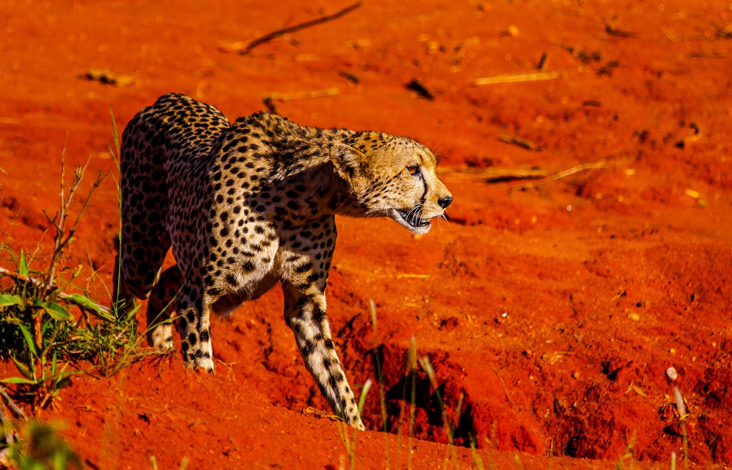 Cheetah - East Tsavo East
