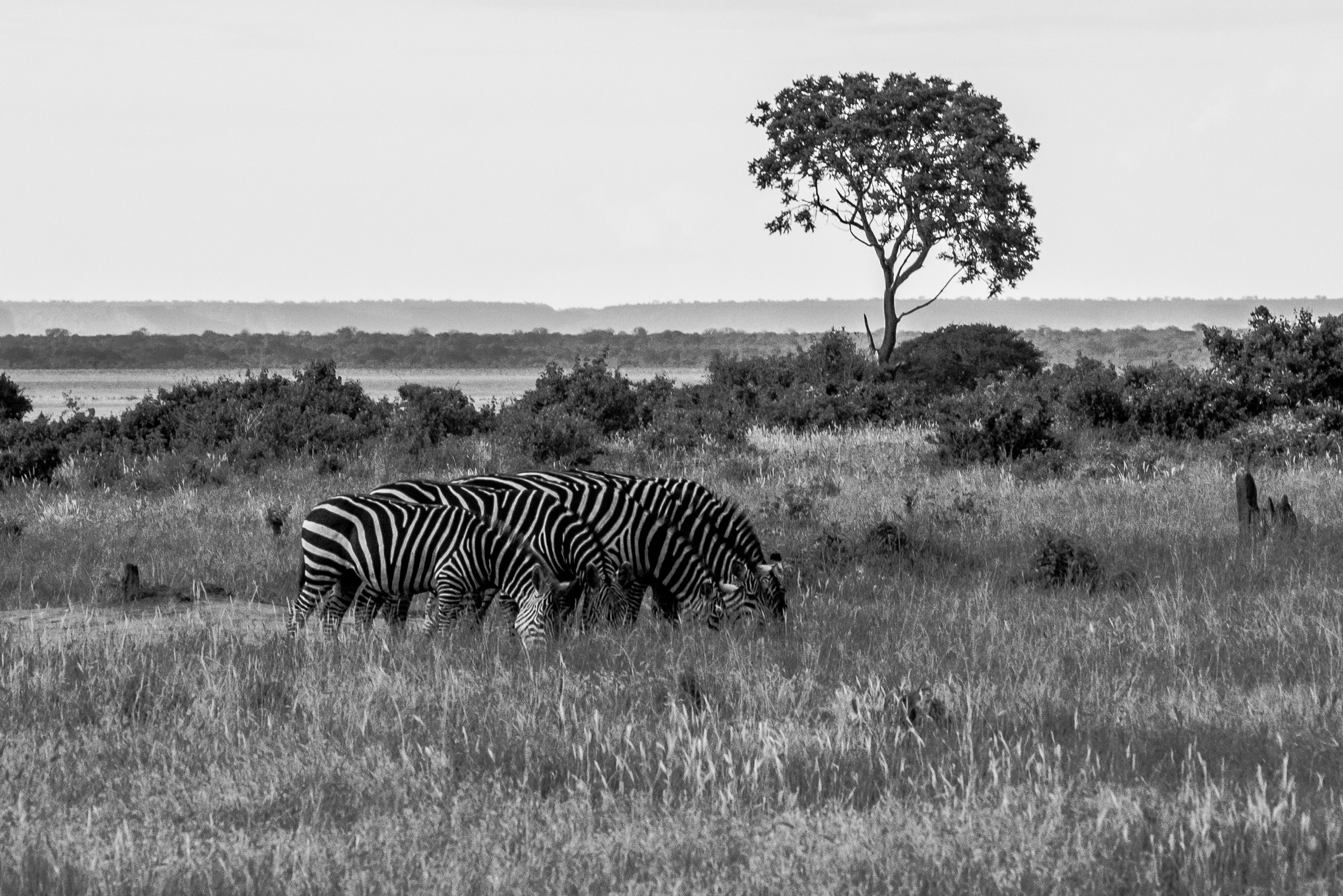 Zebras - Tsavo East