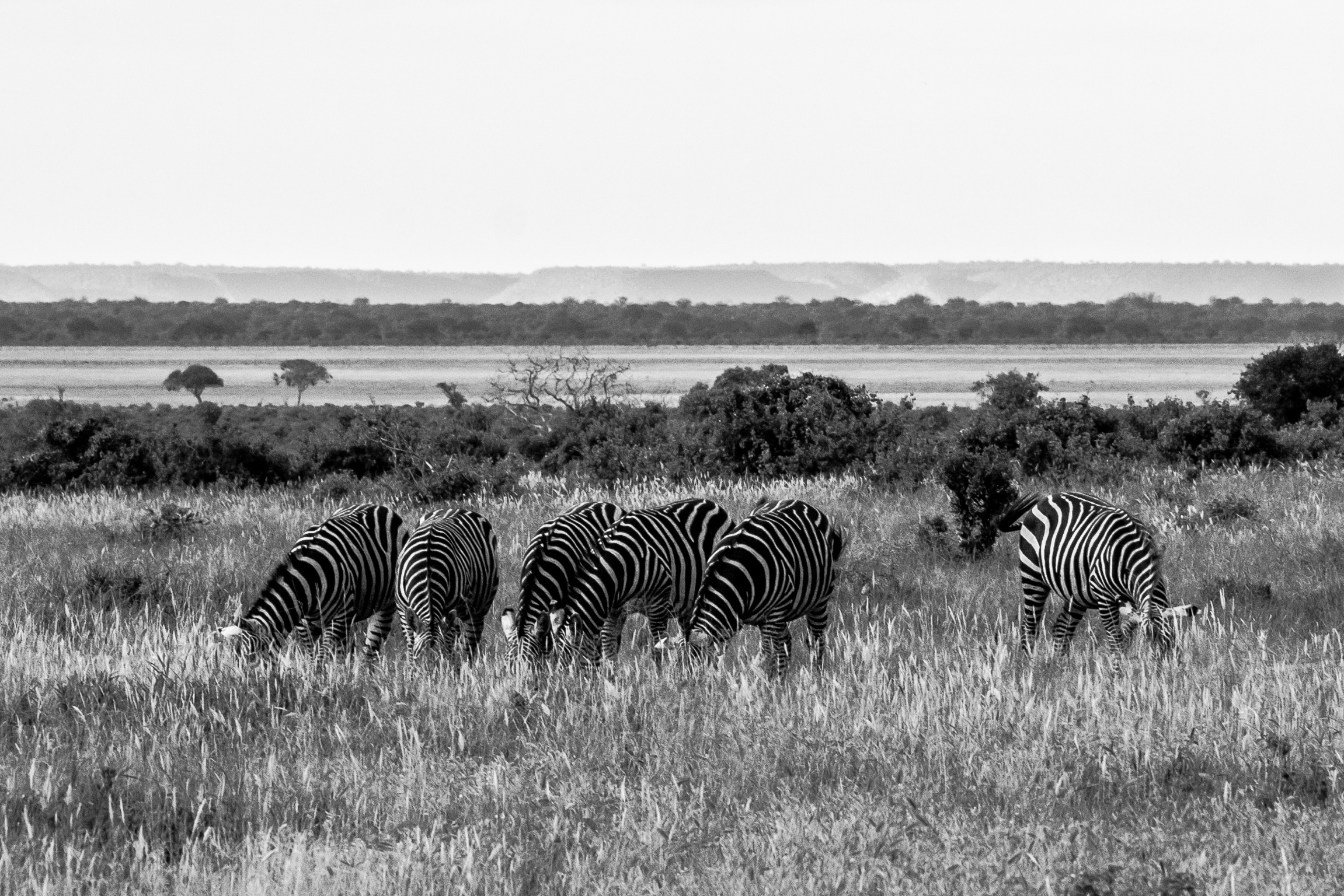 Zebras - Tsavo East