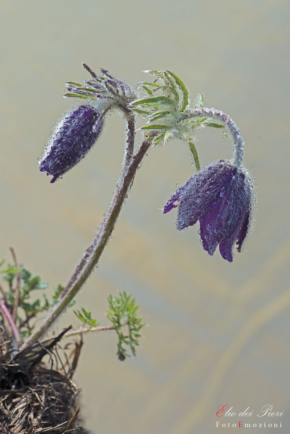 Pulsatilla pratensis