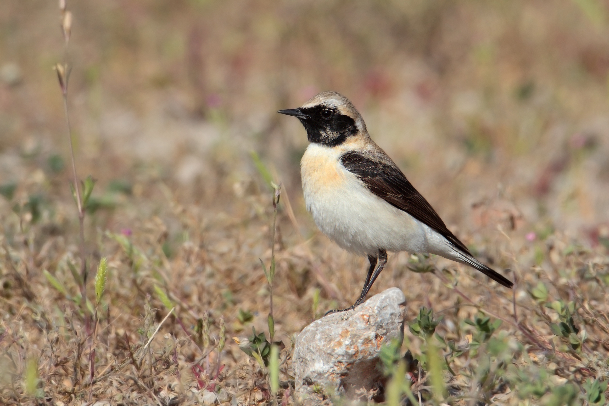 black-throated monachella