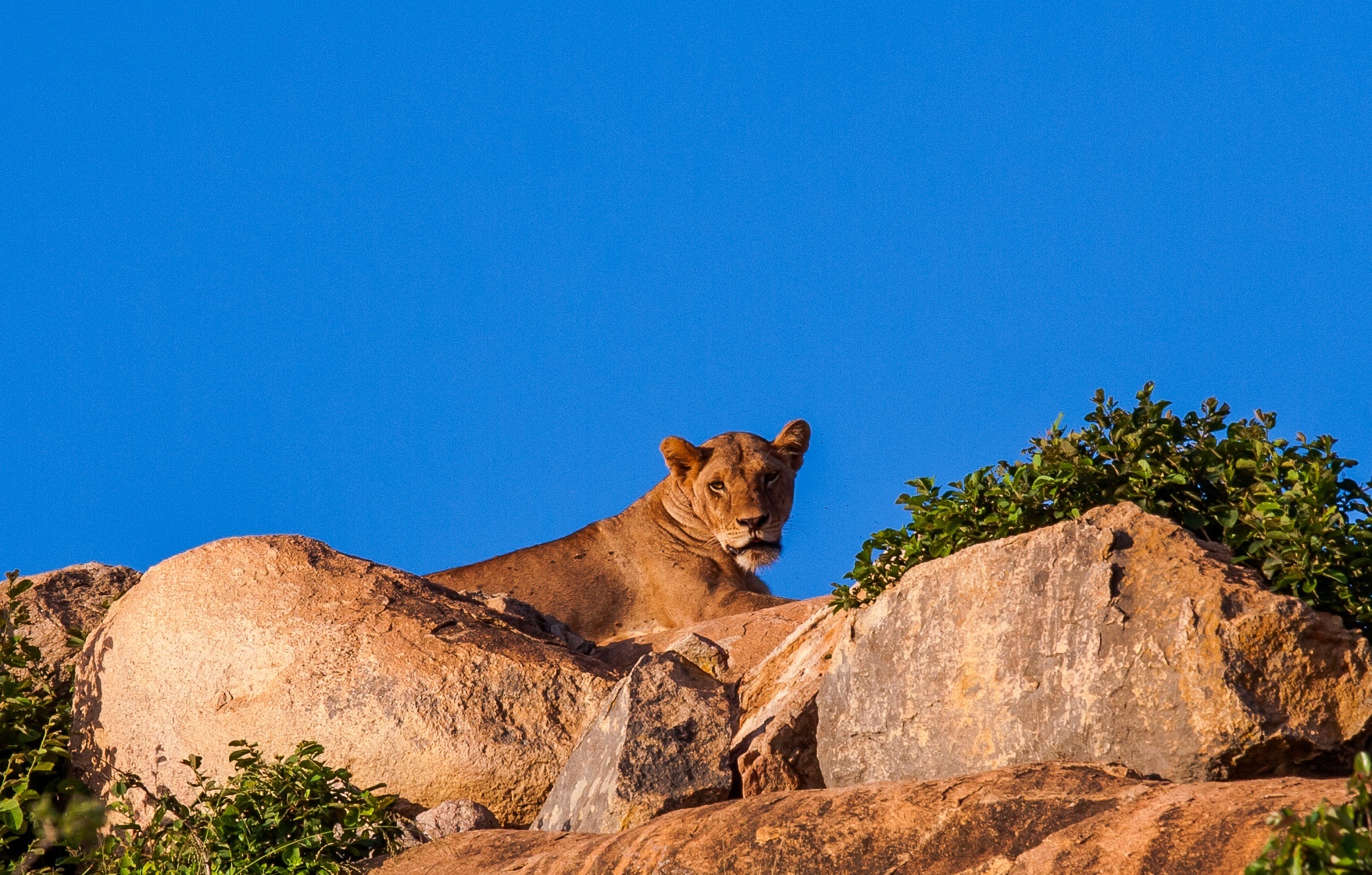 Lioness on the lookout