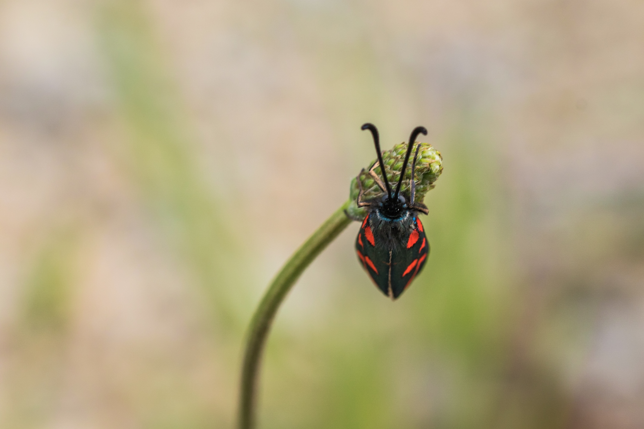 guarda come dondolo...