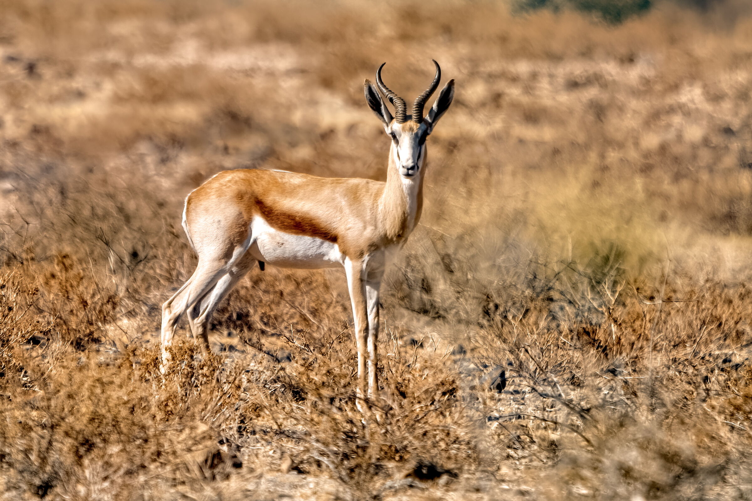 antilope saltante