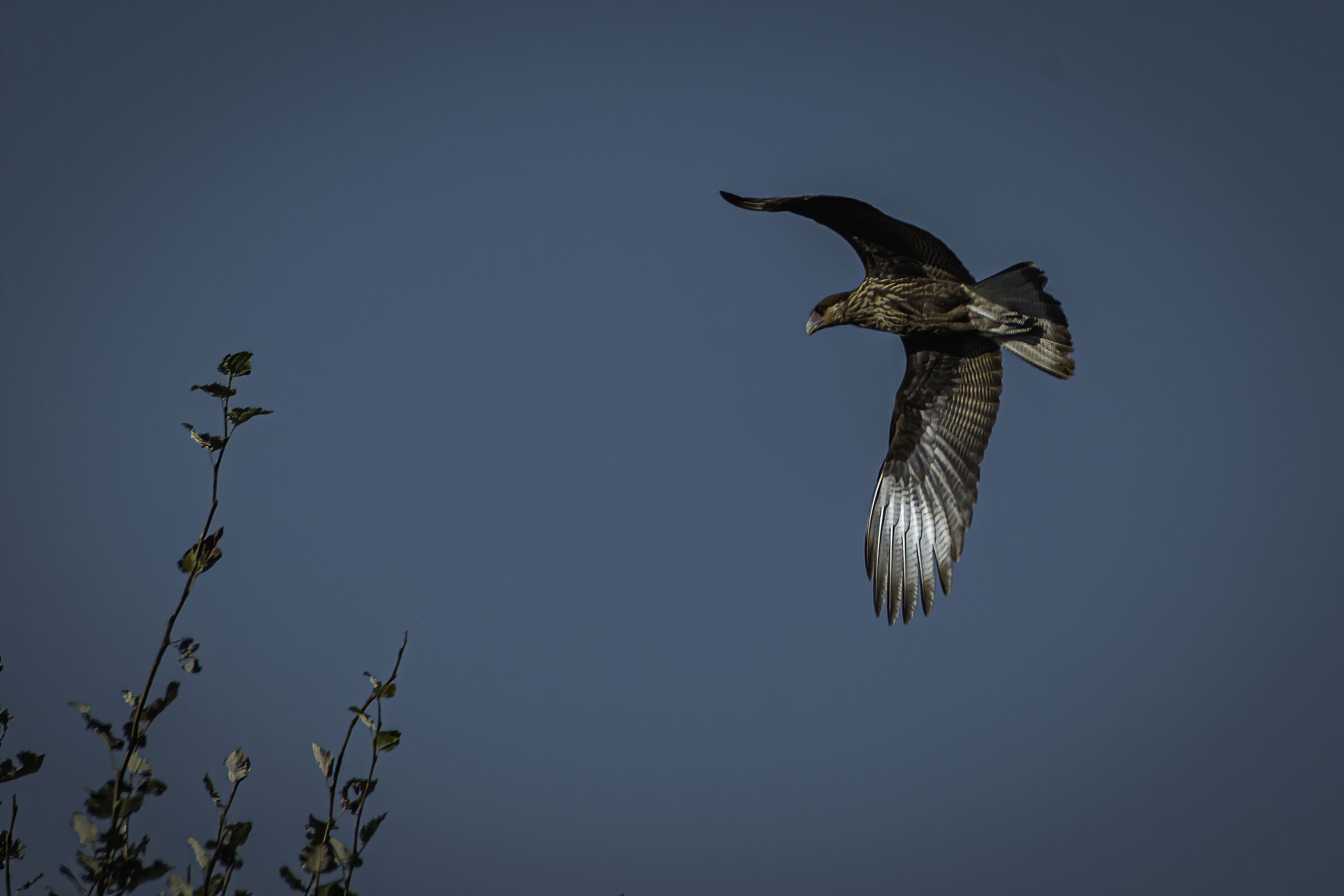 Milvago Chimango in volo