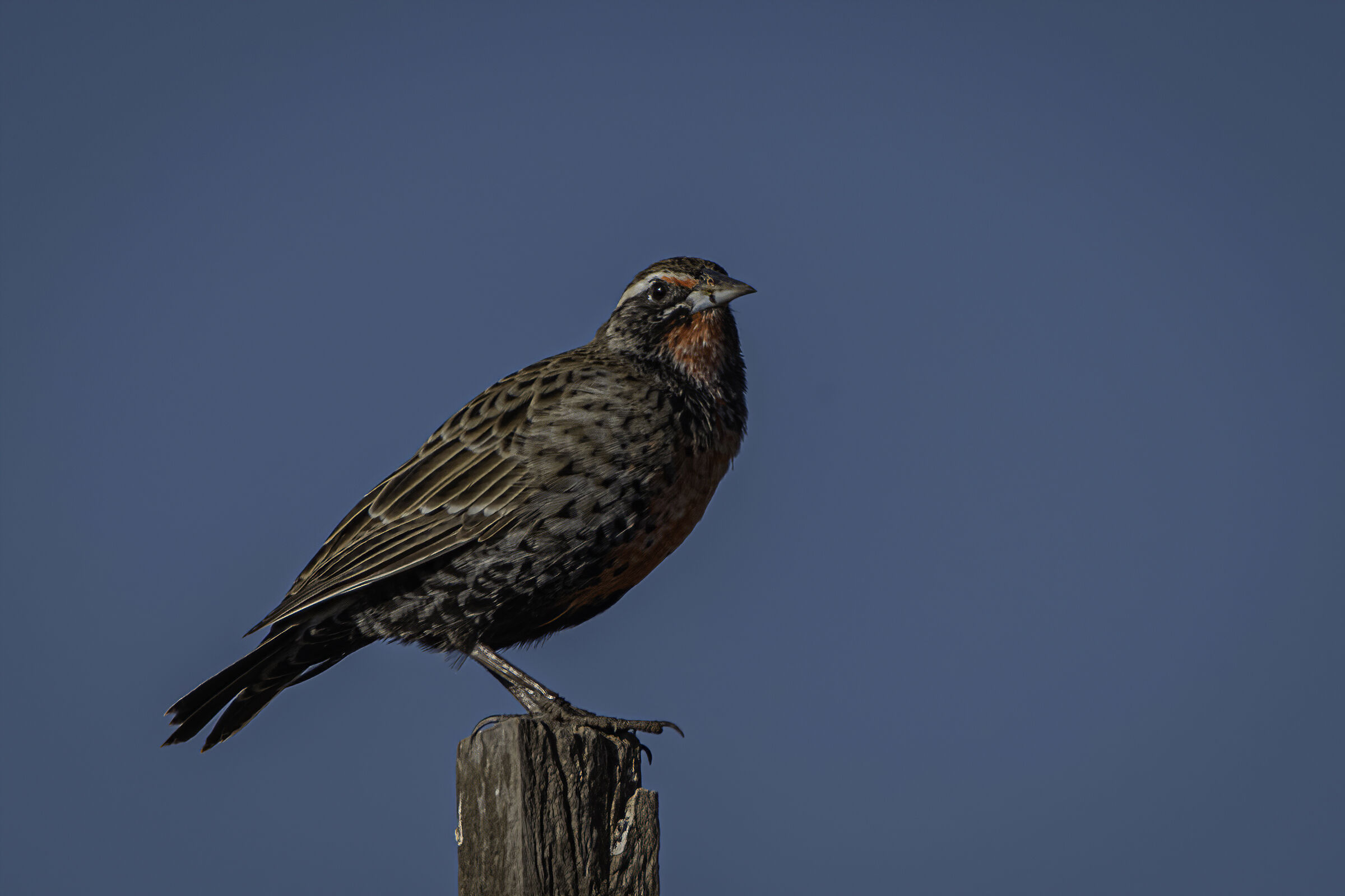 Sturnella supercilliaris