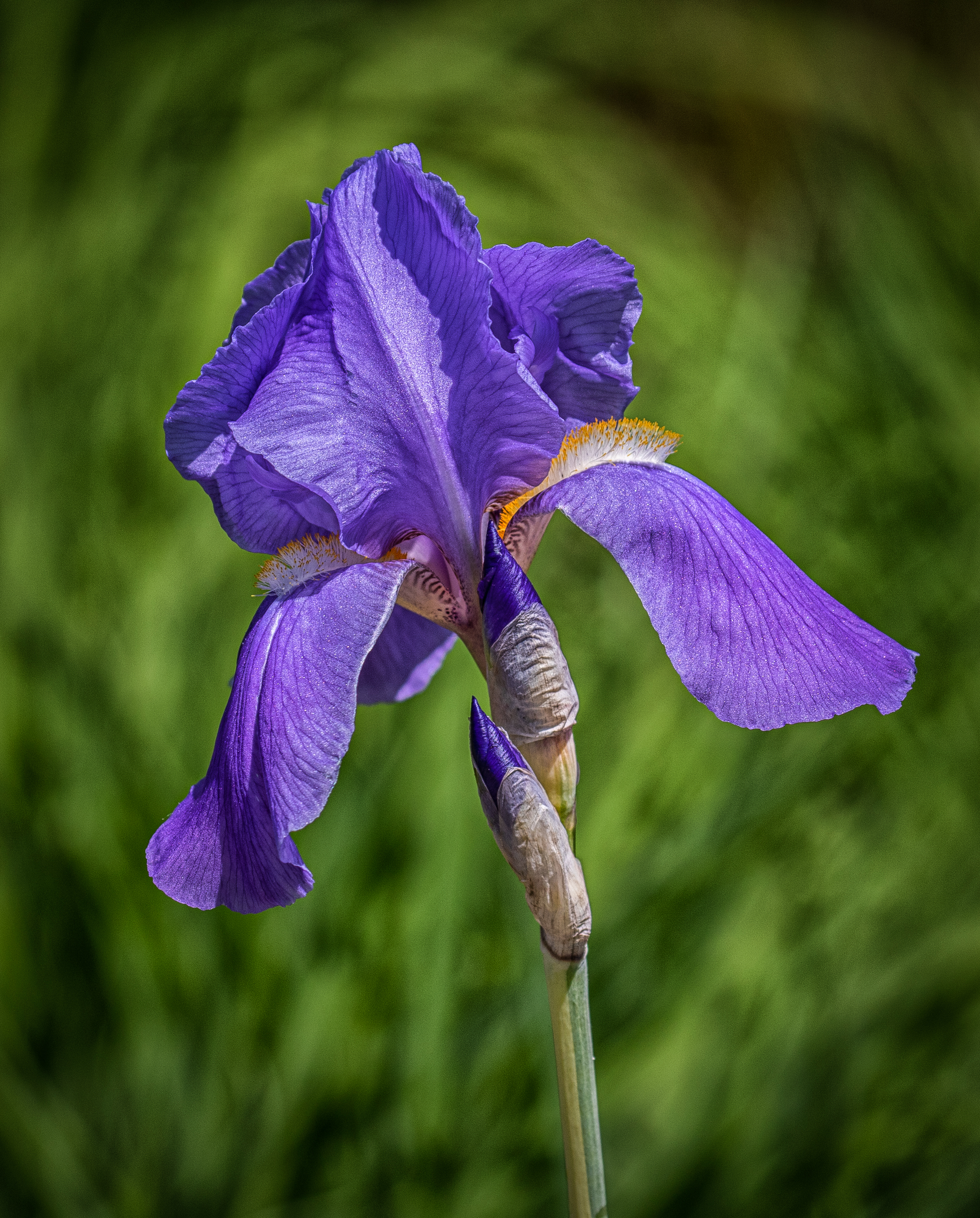 Iris-from the Garden