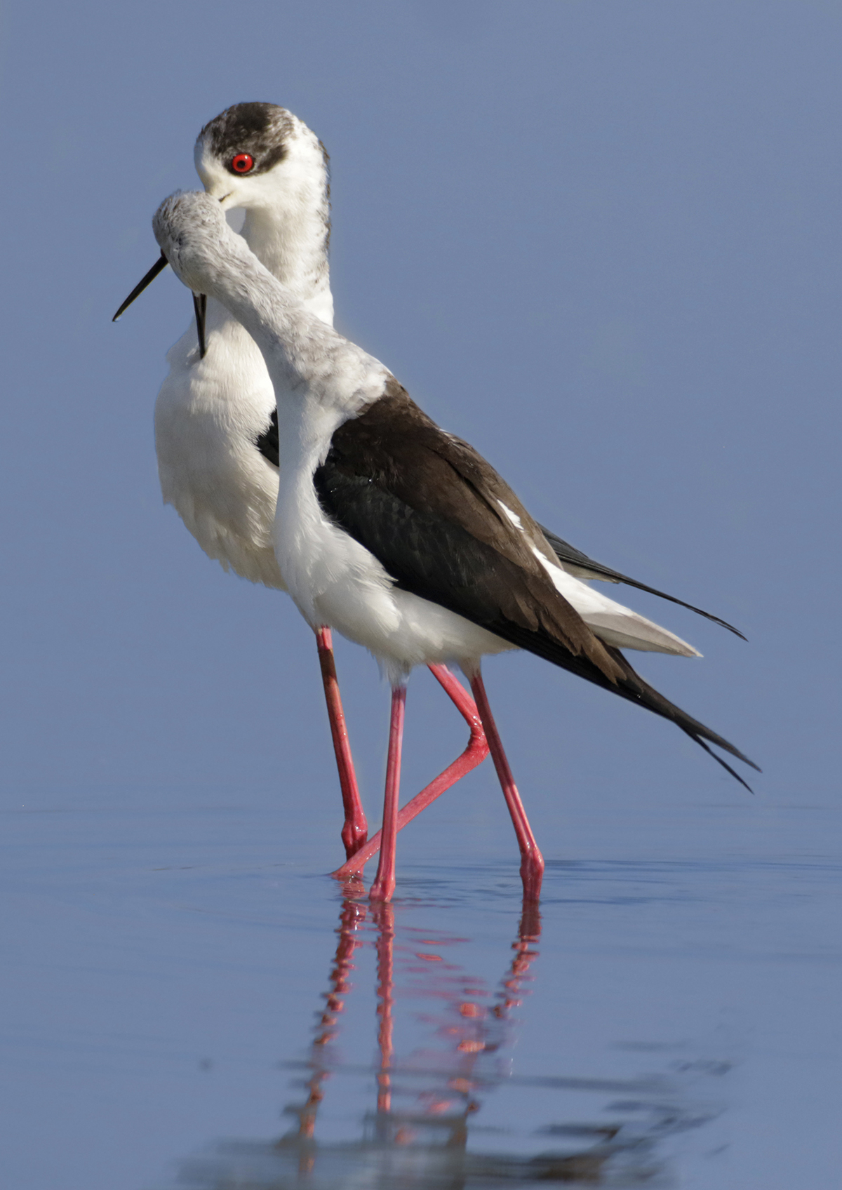 cavalieri d' Italia cerimonia nuziale
