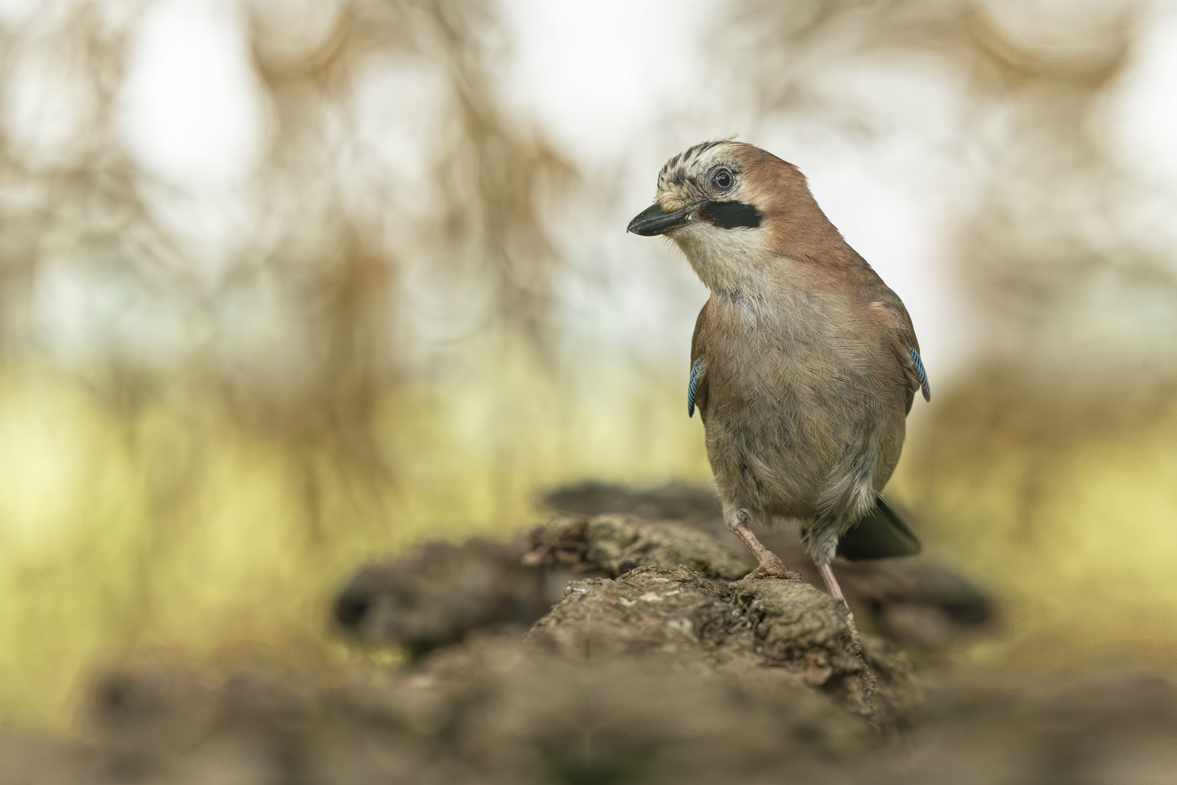 ritratto dell'ibis sacro