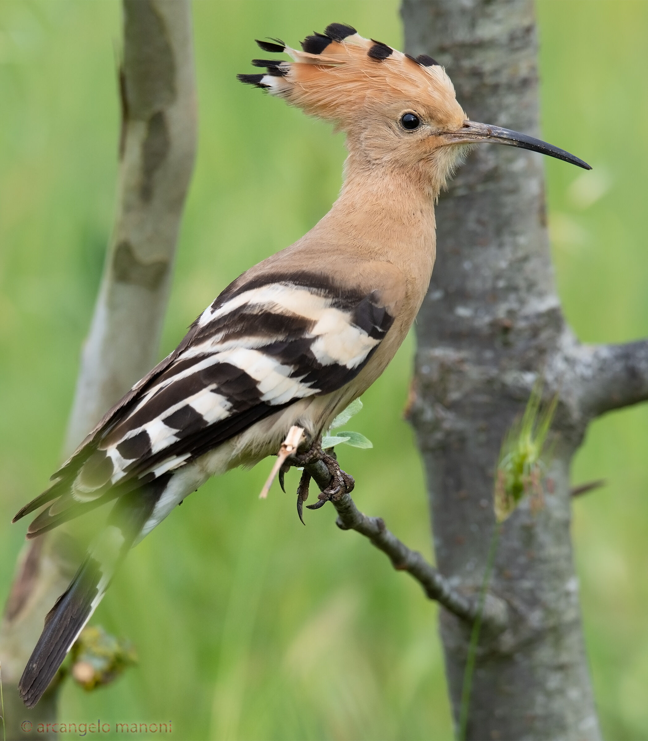 Una gradita apparizione: Upupa