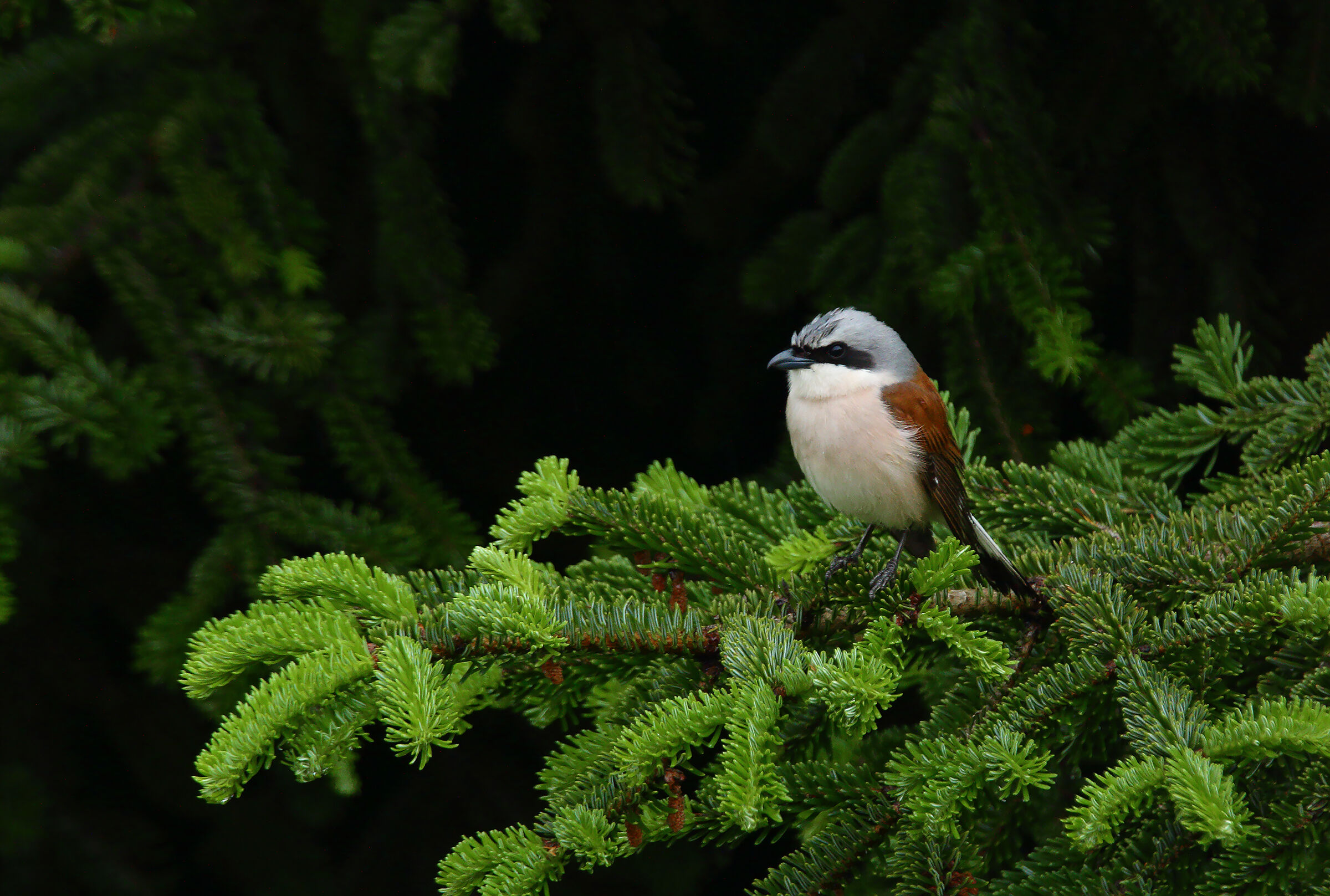 maschio averla piccola