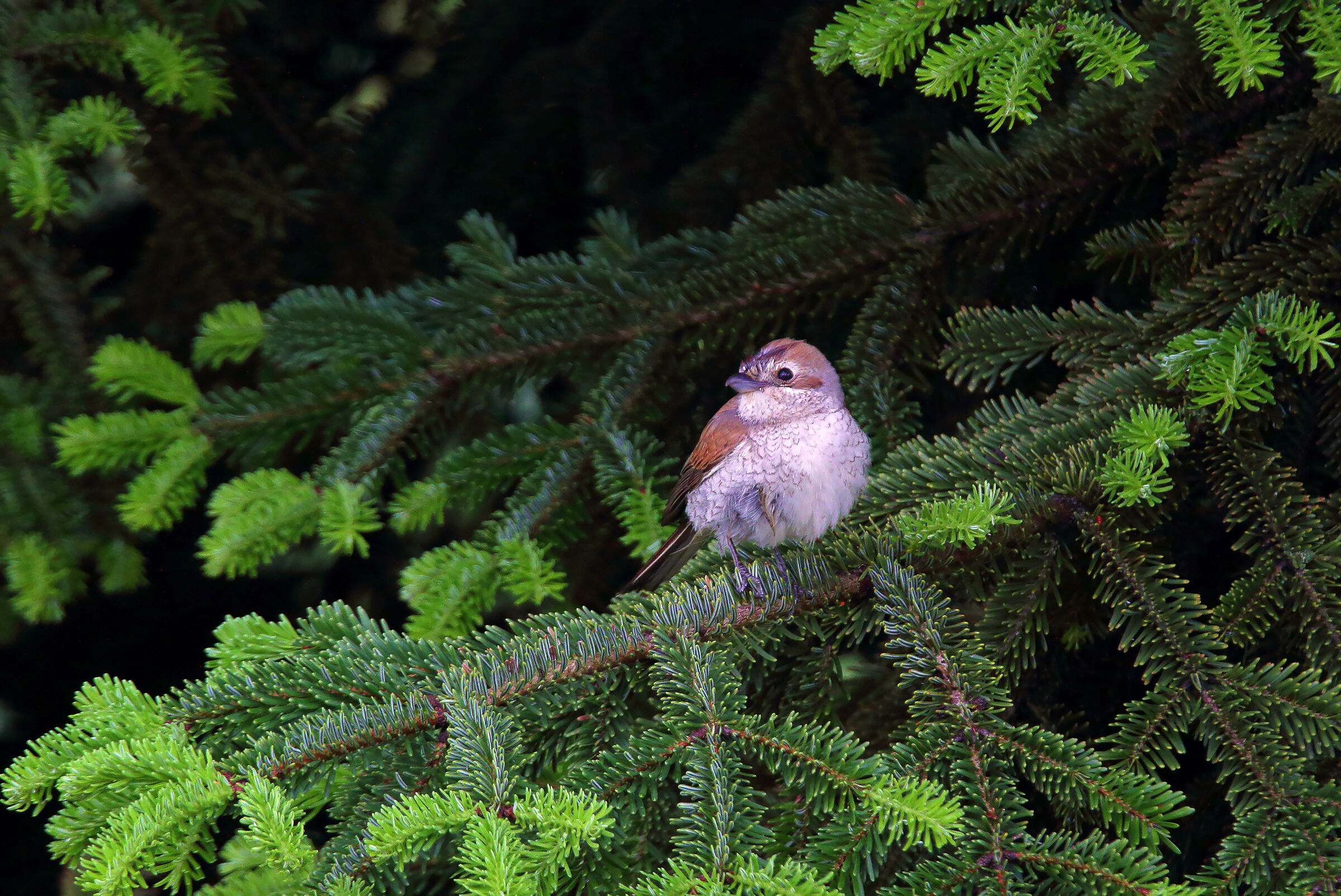 femmina averla piccola