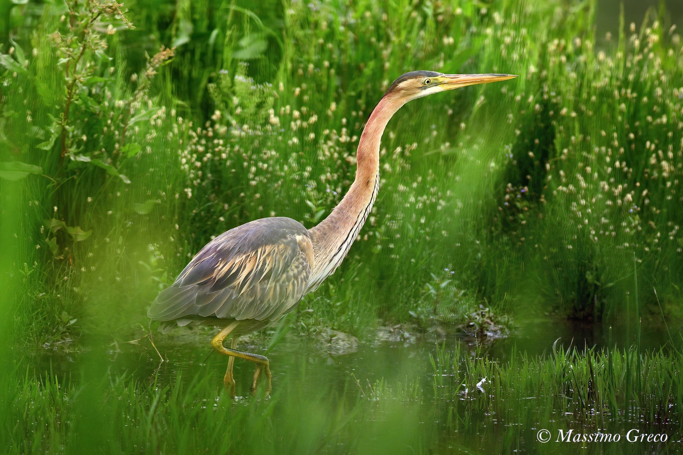 Airone rosso (Ardea purpurea)